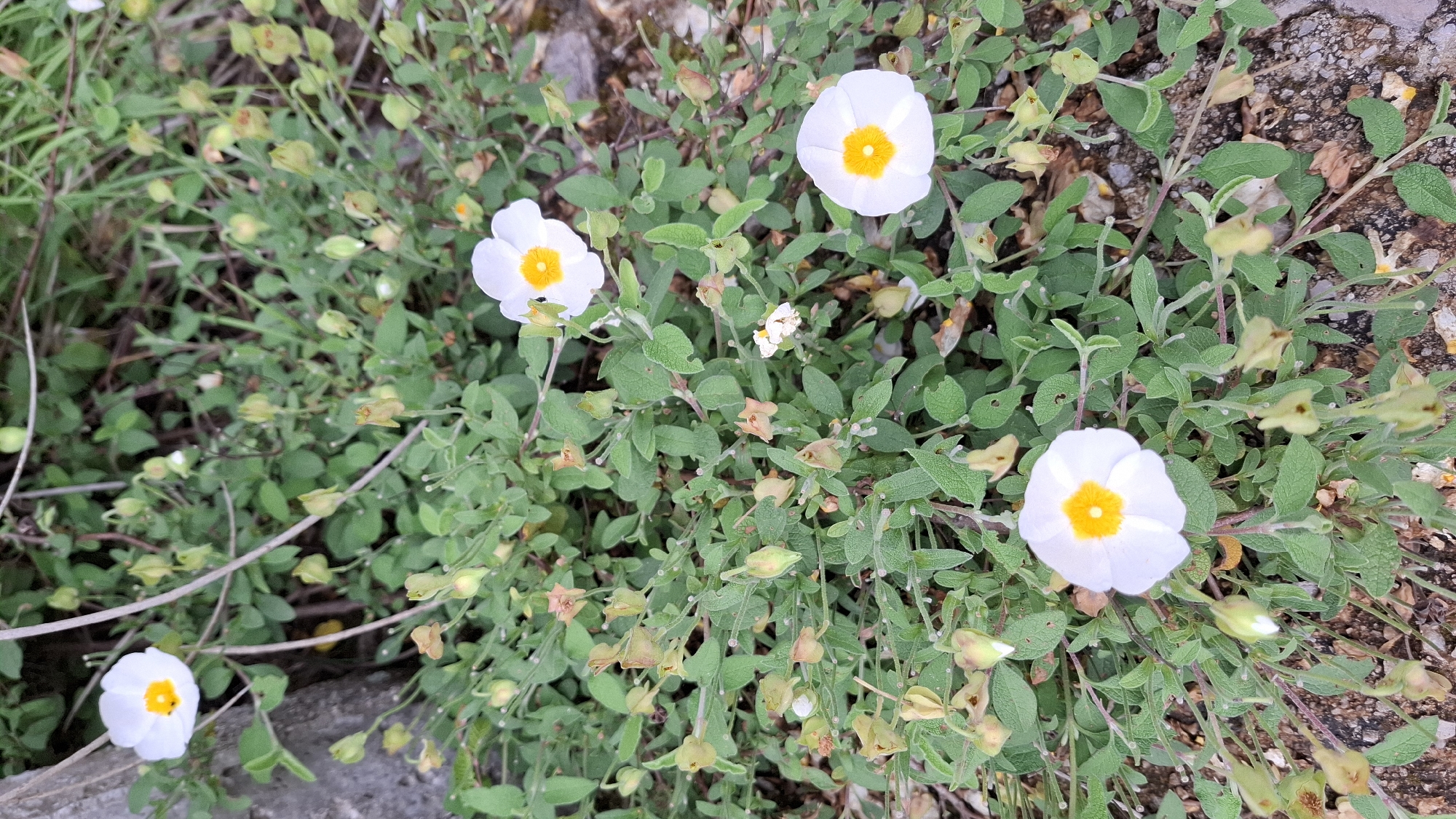 The image shows a close-up view of a patch of low-growing plants with white flowers. Each flower has five white petals and a bright yellow center. The plants have small, green leaves. The patch is growing on a surface with soil and small rocks. The location is likely Boreti, Montenegro. No people are visible.