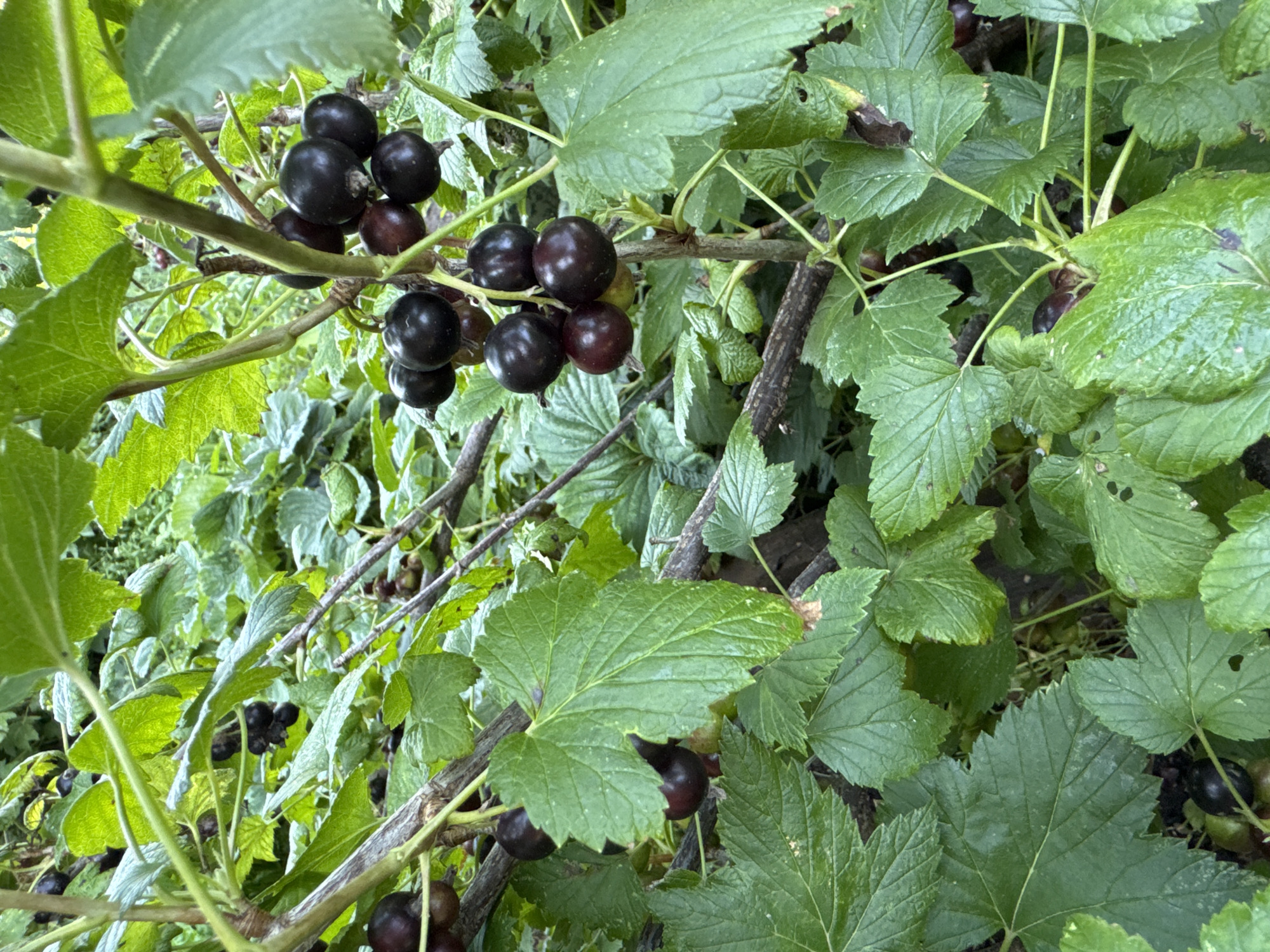 In Urazovo, Russia, a close-up, eye-level shot captures a branch of blackcurrant bushes laden with ripe, dark berries. The berries are clustered tightly on thin stems, varying in shade from deep purple to black. Lush, green leaves with serrated edges surround the fruit, some showing signs of minor blemishes or damage. The foliage is dense and creates a layered effect, with some leaves appearing wet, possibly from recent rain or dew. The overall scene is one of natural abundance, with the focus sharply on the vibrant blackcurrants and their verdant surroundings.
