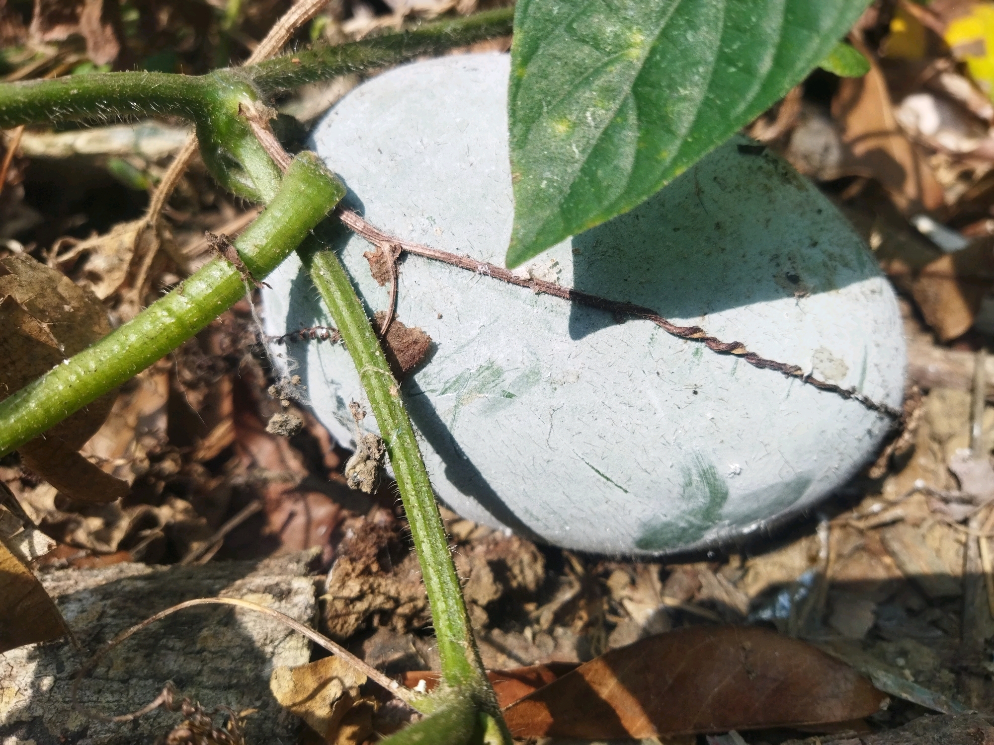 The image depicts a close-up, slightly angled view of a green, hairy plant stem twining around a light blue, ovular object. The object appears smooth and somewhat worn, possibly a stone or a painted object. The plant stem has small, fuzzy hairs and shows signs of growth, with a segment appearing cut or broken. Thin, brown tendrils from the plant are also visible, wrapping around the blue object and extending into the surrounding environment. The background consists of dry, brown leaves and soil, suggesting an outdoor setting. A dappled shadow falls across the scene, indicating sunlight. The location is identified as Kesugihan, Indonesia. There are no people or animals visible in the image.