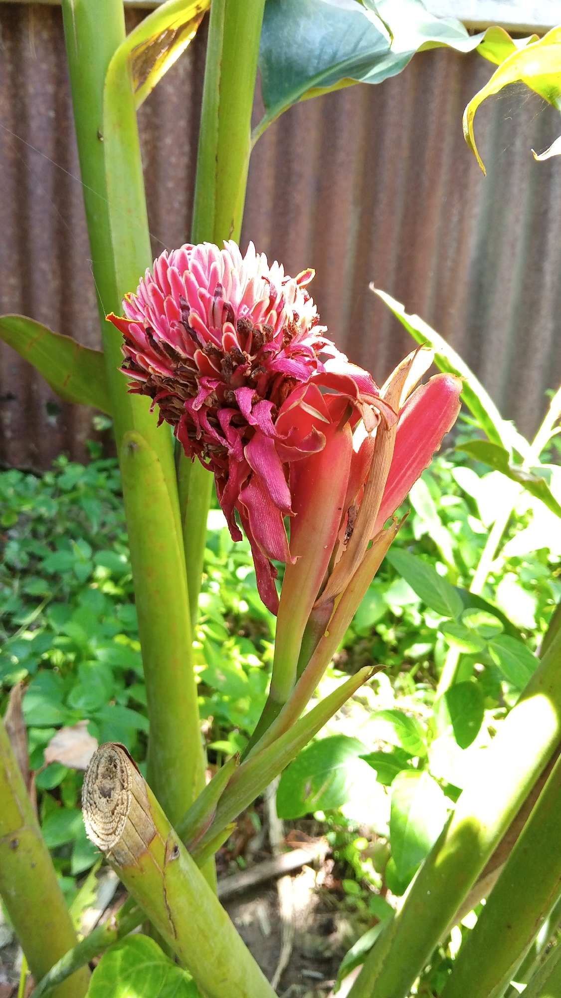 In the city of Palohigeuh, Indonesia, a vibrant pink ginger torch flower stands out against a backdrop of lush green foliage and a weathered corrugated metal fence. The flower, in its mature stage, displays a rich, textured bloom with intricate petals, some of which are beginning to dry and curl. The thick, green stalks of the ginger plant provide a sturdy support, with one stalk in the foreground showing a cleanly cut, circular end, indicating recent pruning or harvesting. Sunlight dapples the scene, highlighting the delicate spiderwebs that cling to the plant and the fence, adding a subtle, natural detail to the composition. The overall environment suggests a tropical garden setting, possibly in a backyard or a communal green space within Palohigeuh.