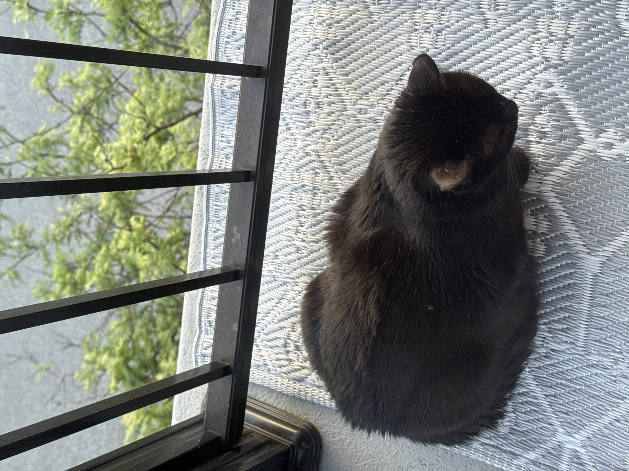 An overhead shot captures a fluffy black cat resting on a patterned outdoor mat on a balcony. The cat is seen from behind and slightly to the side, facing away from the viewer and looking towards the left of the frame. One of the cat's ears is visible, revealing a patch of lighter, possibly brownish, fur inside. The mat is light blue and white with a distinct woven or braided texture.
A dark metal balcony railing with horizontal bars divides the frame, separating the cat and mat from the blurry background. Beyond the railing, out of focus, are vibrant green trees or foliage, suggesting a natural outdoor setting. Below the trees, a greyish expanse could be water or a distant landscape. The scene is well-lit by bright natural sunlight, indicating it is daytime. The cat appears calm and relaxed, possibly observing the view. There is no visible text in the image. The location context provided is Gatineau, Canada.