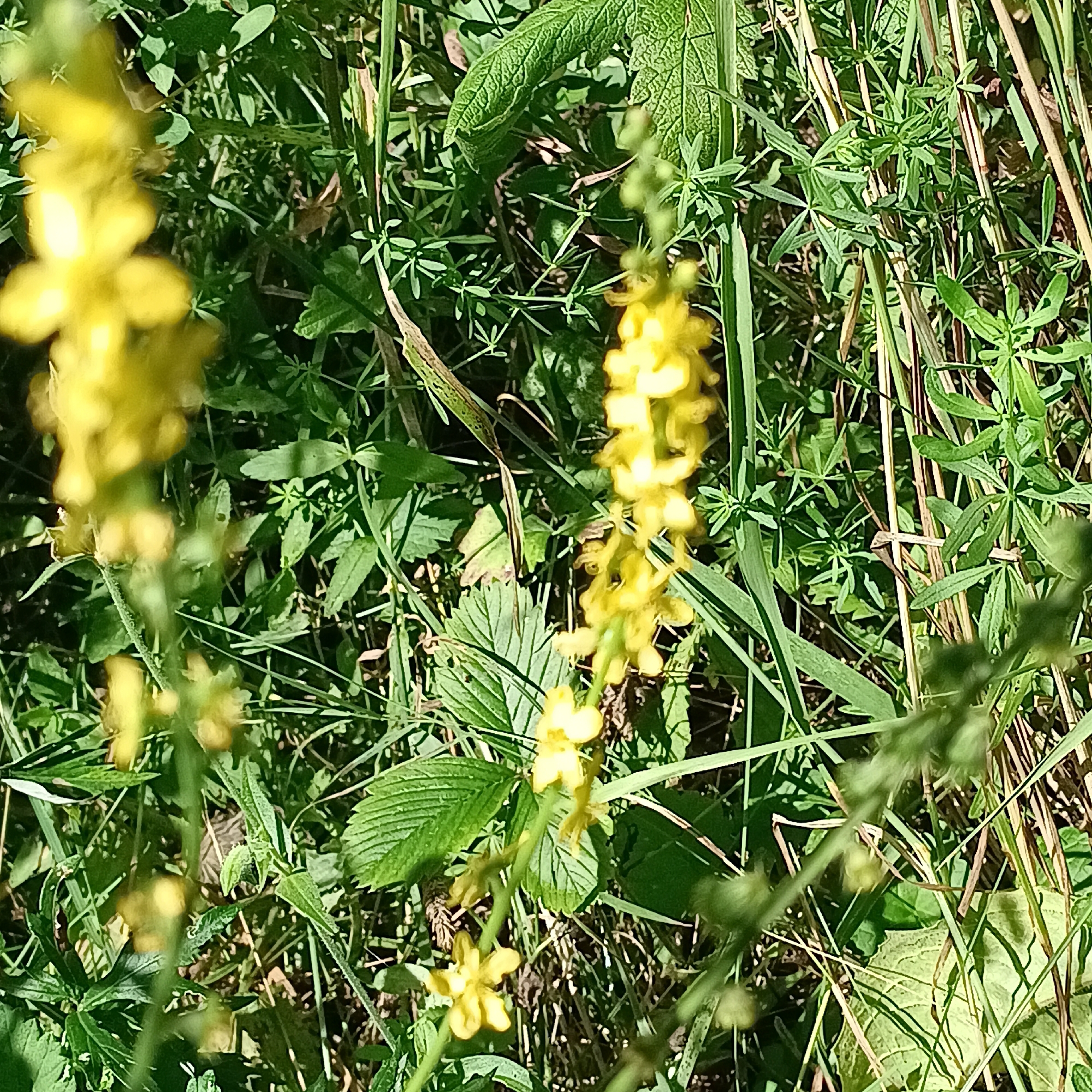 In the city of Novinki, Russia, a close-up, outdoor photograph captures a patch of wild vegetation bathed in sunlight. The foreground is dominated by a flowering plant with bright yellow blossoms arranged in a raceme. These flowers are small and intricate, with a cluster of petals. Surrounding the flowering plant are various green leaves and blades of grass, some of which are long and slender, while others are broader with distinct veins. The background is a dense tapestry of greenery, with varying shades and textures indicating a natural, uncultivated environment. The lighting suggests it is daytime, with sunlight filtering through the foliage, creating highlights and shadows. There are no people or animals visible in the frame. The overall scene conveys a sense of natural growth and a peaceful outdoor setting.