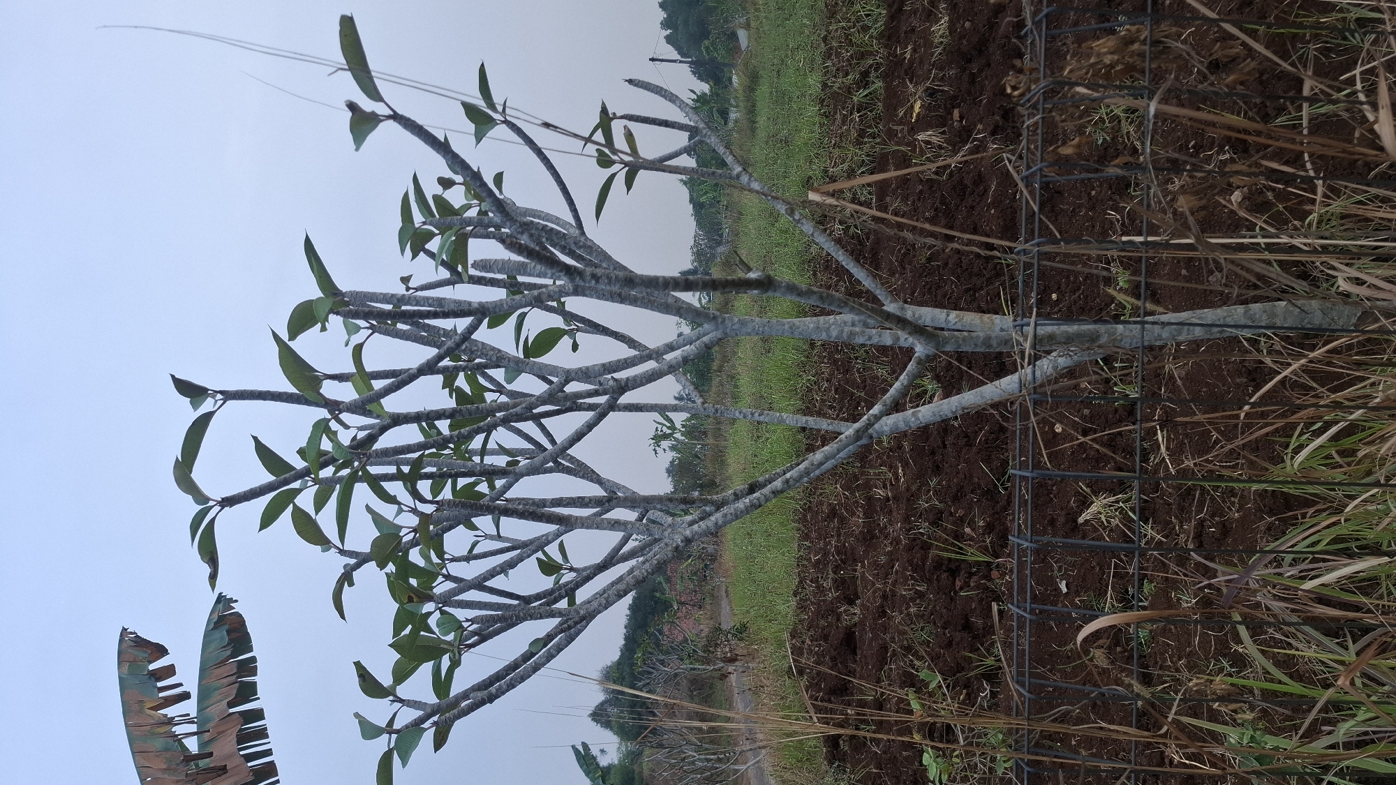 In the city of Cibinong Hilir, Indonesia, an outdoor shot captures a young frangipani tree in the foreground. The tree has a grey, textured trunk with numerous branches extending upwards and outwards, sparsely covered with green leaves. The background reveals a patch of freshly tilled dark brown soil, followed by a grassy field under a pale, overcast sky. In the distance, hints of other trees and vegetation are visible. A chain-link fence runs across the lower part of the frame, partially obscuring the soil and foreground grass. Banana leaves are visible in the upper left corner of the frame. The overall scene depicts an agricultural or undeveloped area during daylight hours.