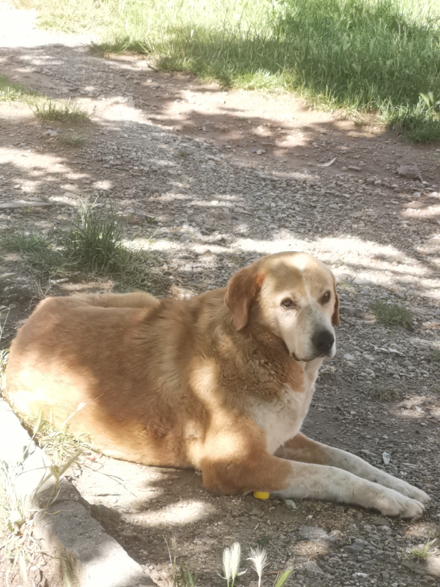 A large, tan and white dog is resting outdoors on a sunny day in Blagoevgrad, Bulgaria. The dog is lying down on a gravel and dirt path, with its head slightly turned and its gaze directed calmly towards the left side of the frame. Its fur is primarily a warm light brown or golden color, with distinctive white markings on its face, chest, and legs.
The dog is positioned under dappled sunlight and shadows, suggesting the presence of overhead trees or foliage providing partial shade. The ground beneath it is an unpaved surface composed of small stones and dirt. Patches of vibrant green grass and weeds are visible along the edges of the path and in the background, reinforcing the natural, outdoor setting. A small, yellow, cylindrical object is partially visible beneath the dog's left front leg. The weather appears bright and sunny, indicative of daytime, likely late morning or afternoon, given the shadows. There is no visible text in the image.