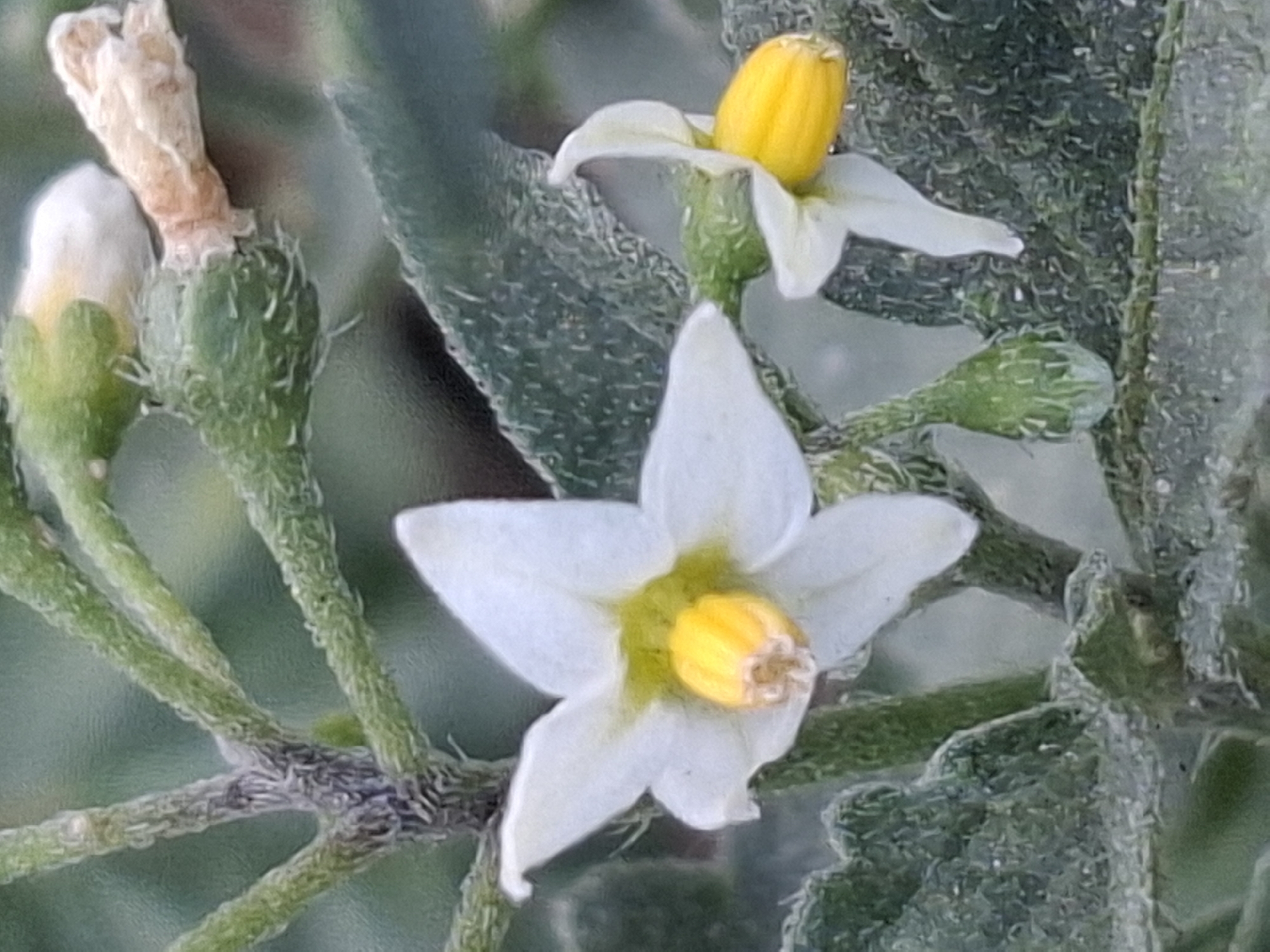 A close-up, macro photograph showcases two small, white, star-shaped flowers with bright yellow centers. The flowers are attached to a woody stem covered in fine, green hairs. The background is softly blurred, suggesting an outdoor natural setting. One flower is in focus on the left, with its petals spread wide and its yellow stamen prominent. A second, smaller flower is partially visible on the right, also with white petals and a yellow center. Several developing green buds, covered in similar fuzzy hairs, are scattered throughout the image. The overall impression is one of delicate botanical detail. This image is not a depiction of the city of Almaty, Kazakhstan.