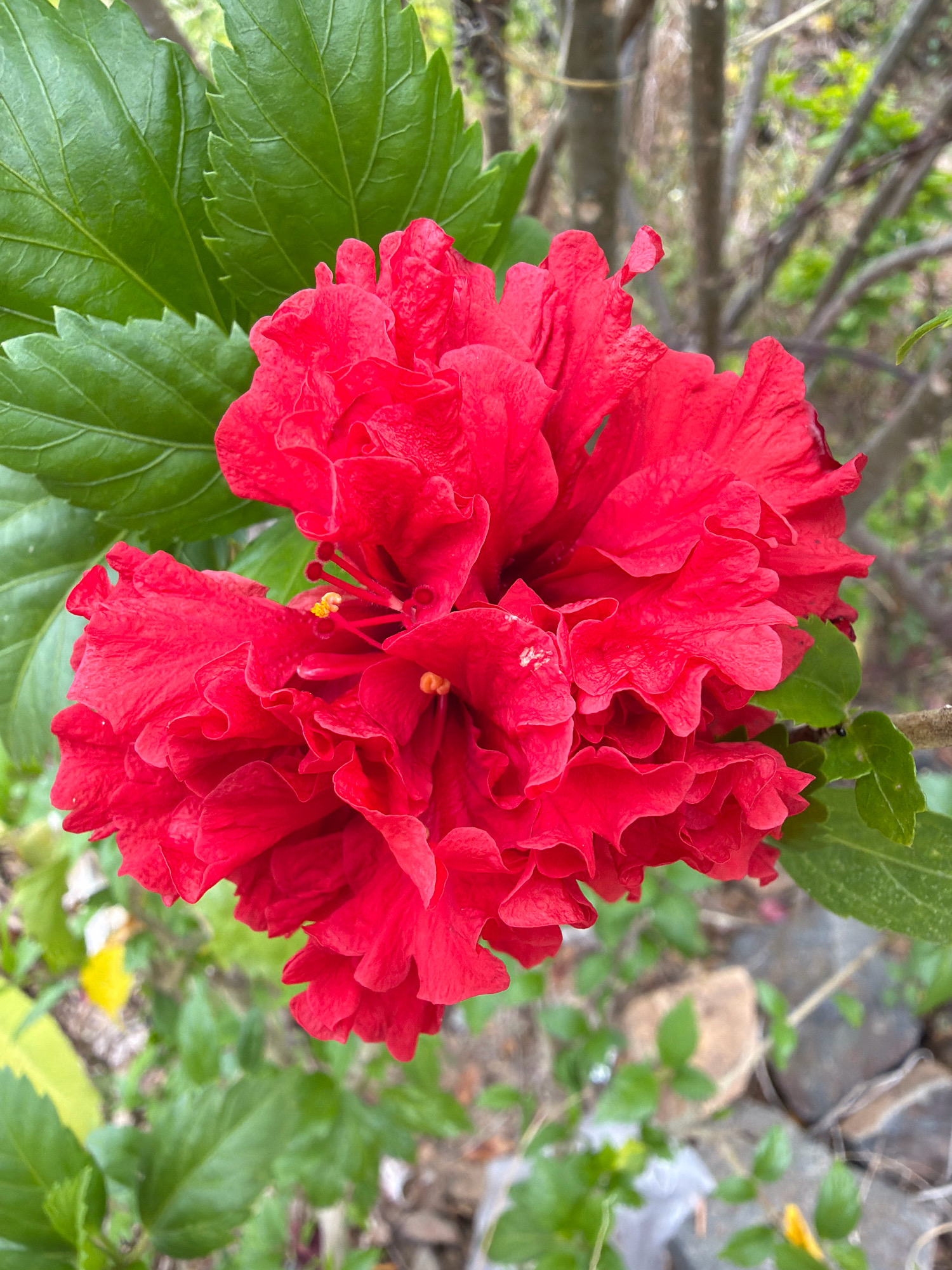 A close-up shot captures a vibrant red, ruffled hibiscus flower in full bloom. The flower's numerous petals create a layered, almost chaotic texture, with hints of yellow stamens peeking through the center. Lush green leaves frame the bloom on the left and right sides, their veined surfaces clearly visible. The background is softly blurred, revealing the natural outdoor environment of Nha Trang, Vietnam, with tree branches, more greenery, and a hint of ground with rocks and debris. The lighting suggests an overcast day or shaded area, with soft, diffused light highlighting the flower's rich color.