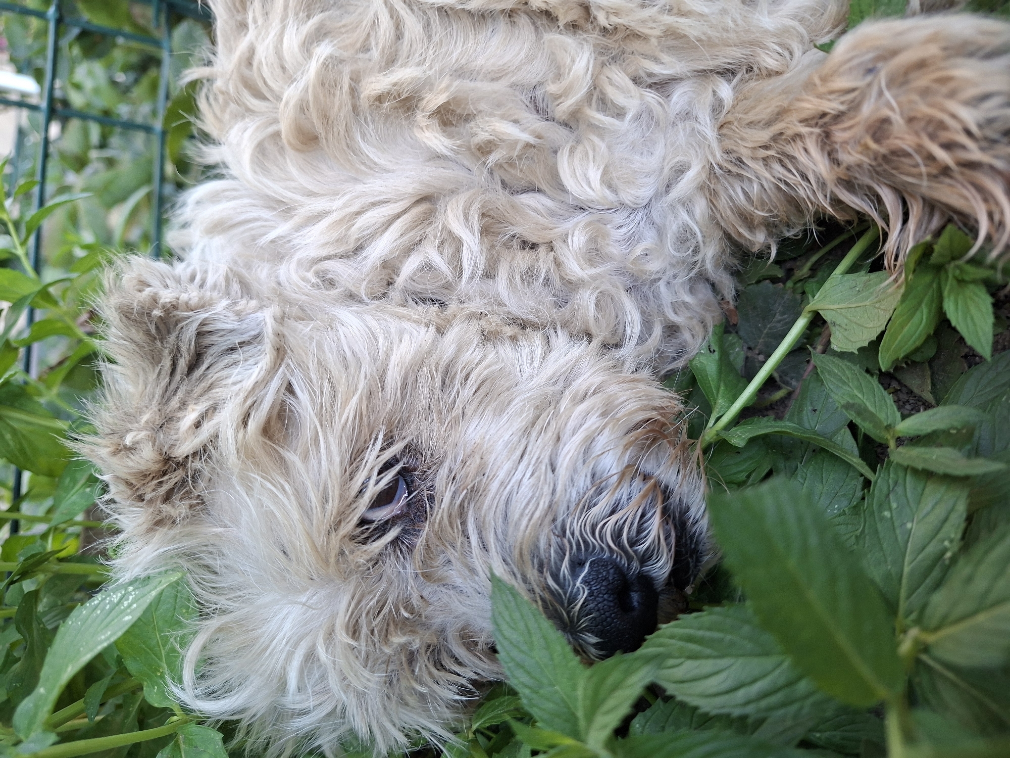 A close-up, eye-level shot shows a fluffy, light-brown dog lying down amongst green foliage, with a blurred green fence in the background. The dog's fur is curly and matted in some areas, particularly on its body. Its face is partially obscured by leaves, but its eye is visible, appearing dark brown and slightly clouded. The dog's nose is black and wet. The ground beneath the foliage is dark and appears to be soil. The lighting suggests it is daytime, with natural light filtering through the leaves. The overall impression is of a relaxed or sleeping dog in an outdoor setting.