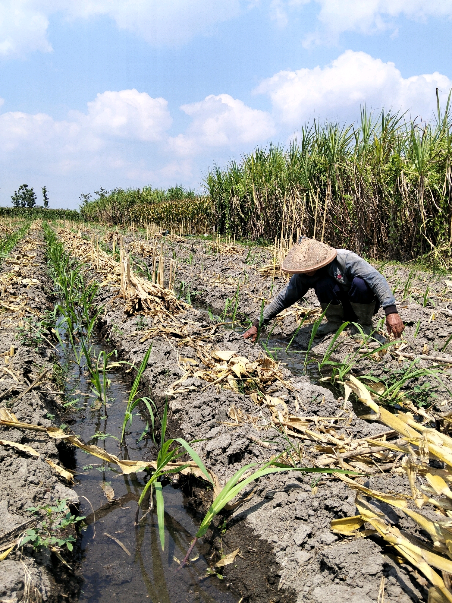 In a field in Besuki, Indonesia, a farmer wearing a conical hat and dark clothing kneels in tilled soil, tending to young green shoots growing in irrigation channels. The field is lined with rows of sugar cane, some of which appear to have been recently harvested, leaving behind dried stalks and leaves. The sky above is blue with scattered white clouds. The scene depicts agricultural activity in a rural setting.