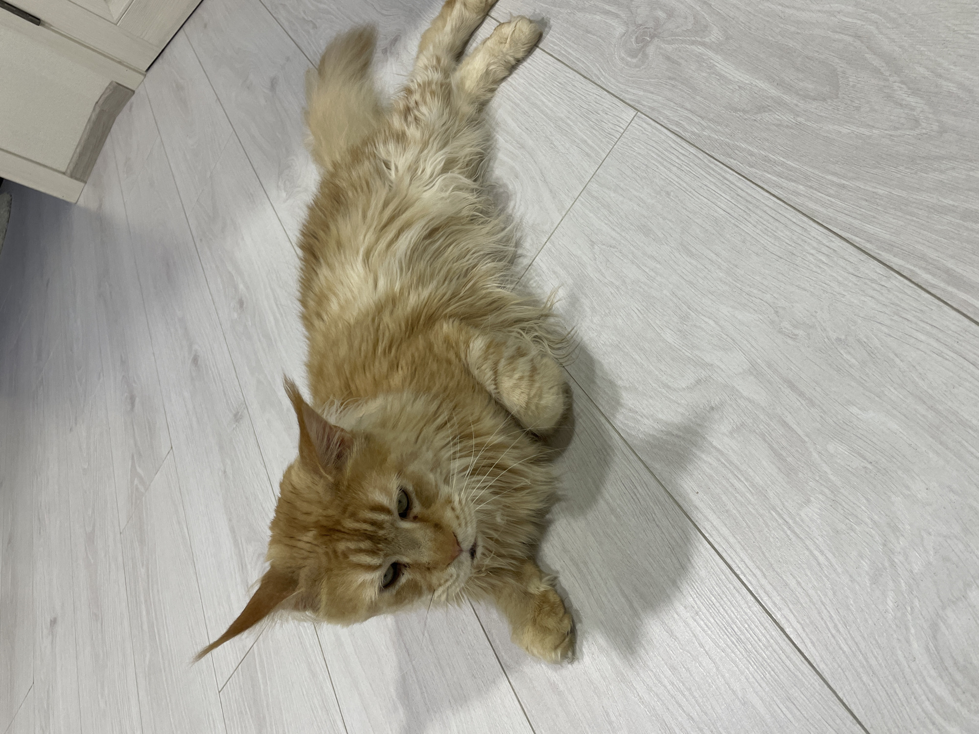 A ginger Maine Coon cat lies on a light-colored wooden floor. The cat is facing to the left of the frame, with its head slightly lowered and its eyes partially closed. Its front paws are extended forward, and its body is stretched out. The cat has long, fluffy fur, and its tail is curled around its body. The floor is made of wide planks with a visible wood grain pattern. In the background, a white doorframe is visible, suggesting an indoor setting. There is no indication of the city of Rozsoshentsi, Ukraine, in the image.