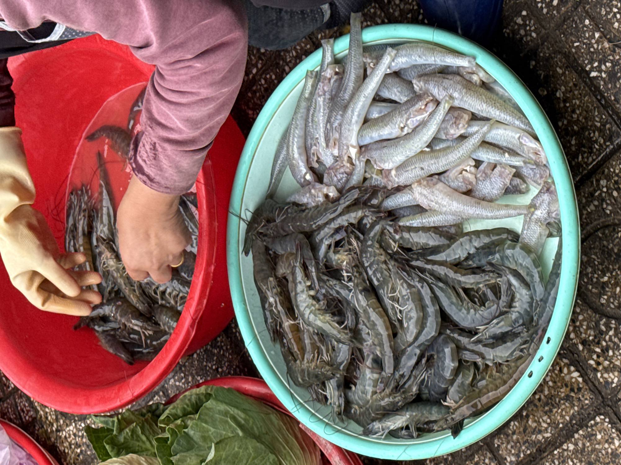 The image depicts a vibrant street market scene in Da Lat, Vietnam, likely in the early morning hours, judging by the freshness of the seafood and the lighting. In the foreground, a large, turquoise basin overflows with a variety of fresh seafood. On the left side of the basin are numerous raw shrimp, their exoskeletons glistening. To the right of the shrimp are several small, silvery fish, their scales catching the light. The basin itself is resting on a rough, stone-like surface, suggesting an outdoor market.
Behind the basin, a bright red basin is partially visible, containing more shrimp and some water. Two hands are actively engaged with the seafood in the red basin. One hand, wearing a light yellow glove, is sifting through the shrimp. The other hand, bare and adorned with a gold ring on the index finger, is also touching the shrimp. The person's arm and shoulder are visible, wearing a faded pink, long-sleeved garment.
To the left of the red basin, parts of two large green cabbages are visible, their outer leaves slightly wilted, indicating they are part of the market's produce offerings. The overall impression is one of a bustling and productive marketplace, showcasing the local bounty. The colors are rich and saturated, with the red of the basin contrasting sharply with the greens of the vegetables and the blues and grays of the seafood. The focus is on the freshness and abundance of the food being prepared for sale.