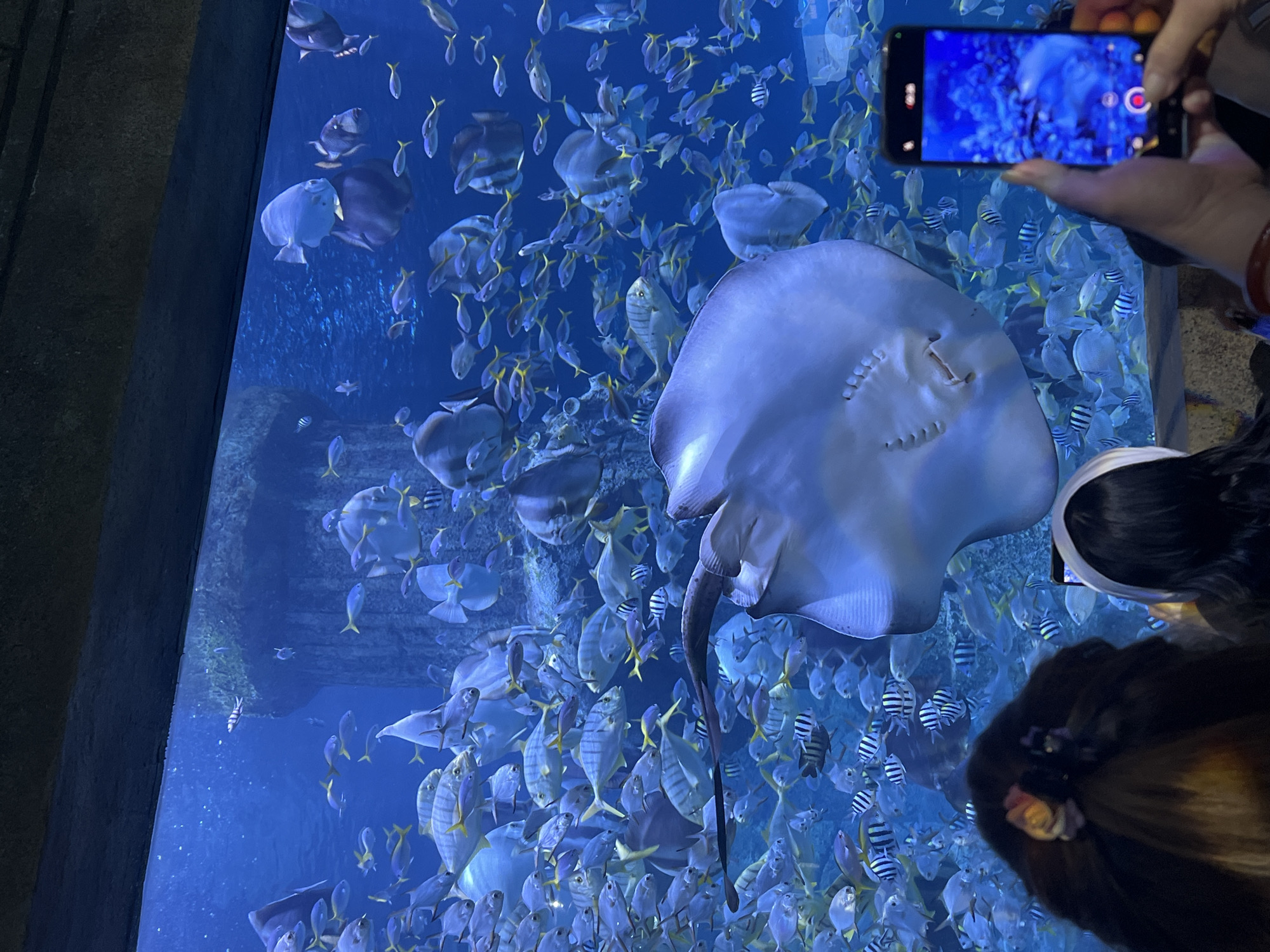 The image shows a large saltwater aquarium, likely at the VinWonders Nha Trang theme park in Nha Trang, Vietnam. The tank is teeming with marine life, including numerous fish and a large stingray in the center. The water is blue and slightly murky. On the right side of the frame, a person is holding a smartphone and taking a video of the aquarium. Another person is partially visible in the bottom right corner of the image.