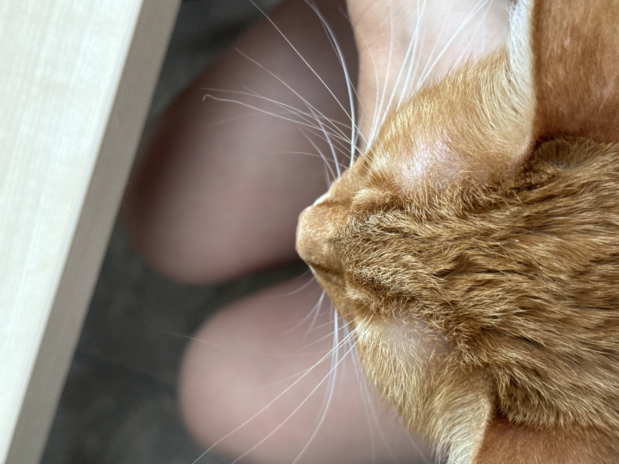 The image provides a close-up, top-down perspective of an orange tabby cat's head, focusing on its right side. The cat's fur is a rich ginger color, with visible texture. Numerous long, white whiskers extend prominently from the cat's muzzle, fanning out and catching the light. Part of the cat's ear is visible, showing softer, lighter fur within.
In the blurred background, out of focus, are shapes of human skin, likely indicating legs or knees, suggesting the cat is in close proximity to a person. The skin appears fair-toned. To the far left, a light-colored wooden object, possibly a table leg or a piece of furniture, runs diagonally through the frame, providing a sharp contrast to the soft, organic forms of the cat and human skin.
The lighting is soft and even, highlighting the details of the cat's fur and whiskers without harsh shadows, suggesting an indoor setting. There is no discernible activity beyond the cat's calm presence near a person. No specific time of day, weather, or explicit location cues for Chaikovsky, Russia, are visible within the image itself. There is no visible text.
