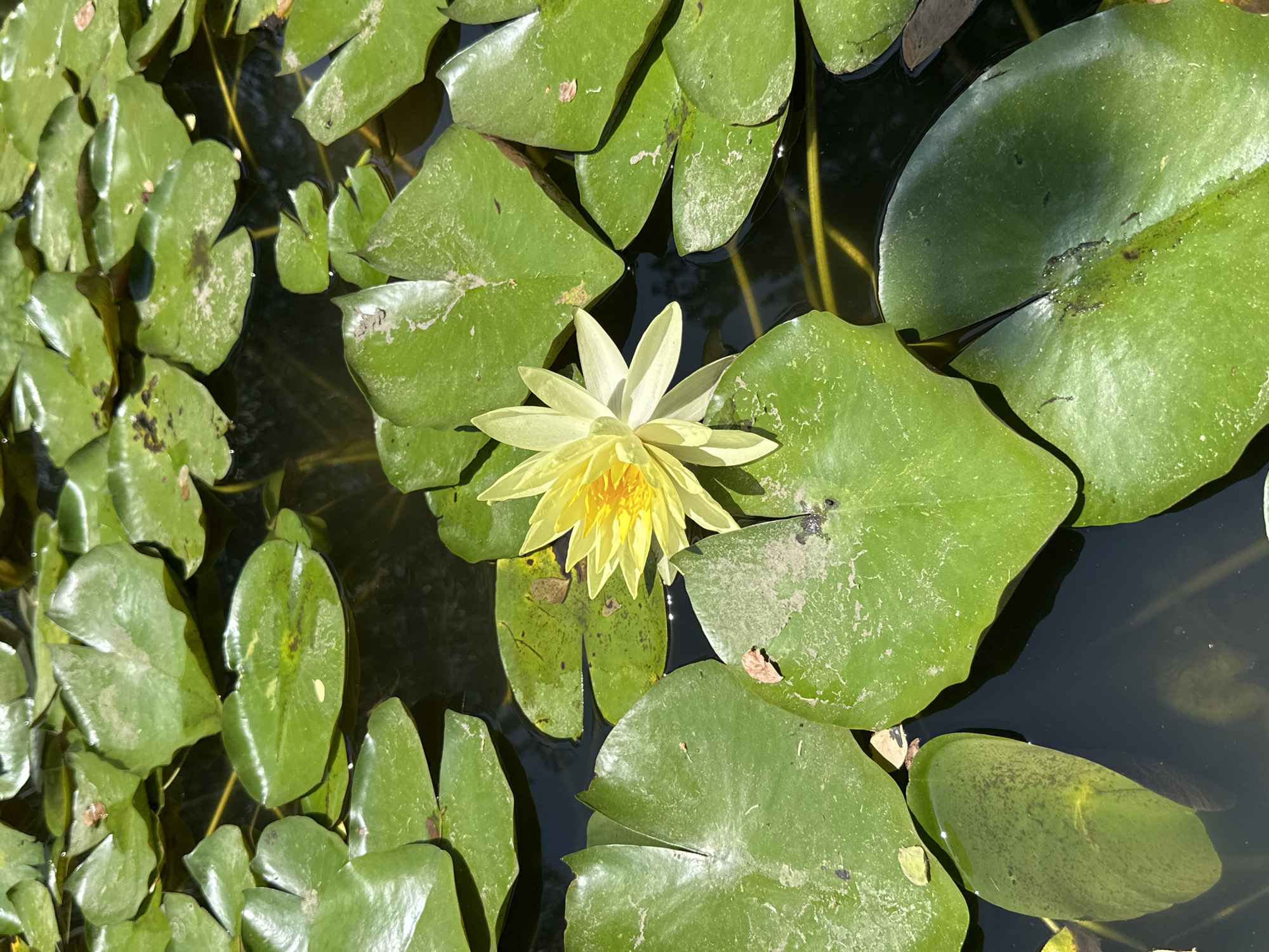 A medium shot shows a yellow water lily flower surrounded by green lily pads in a dark body of water. The flower is in the center of the image and has several pointed petals. The pads are of various sizes and shapes, with some showing signs of wear or discoloration. The water appears murky, and some stems of aquatic plants are visible beneath the surface. The image was taken in Jicarero, Mexico.