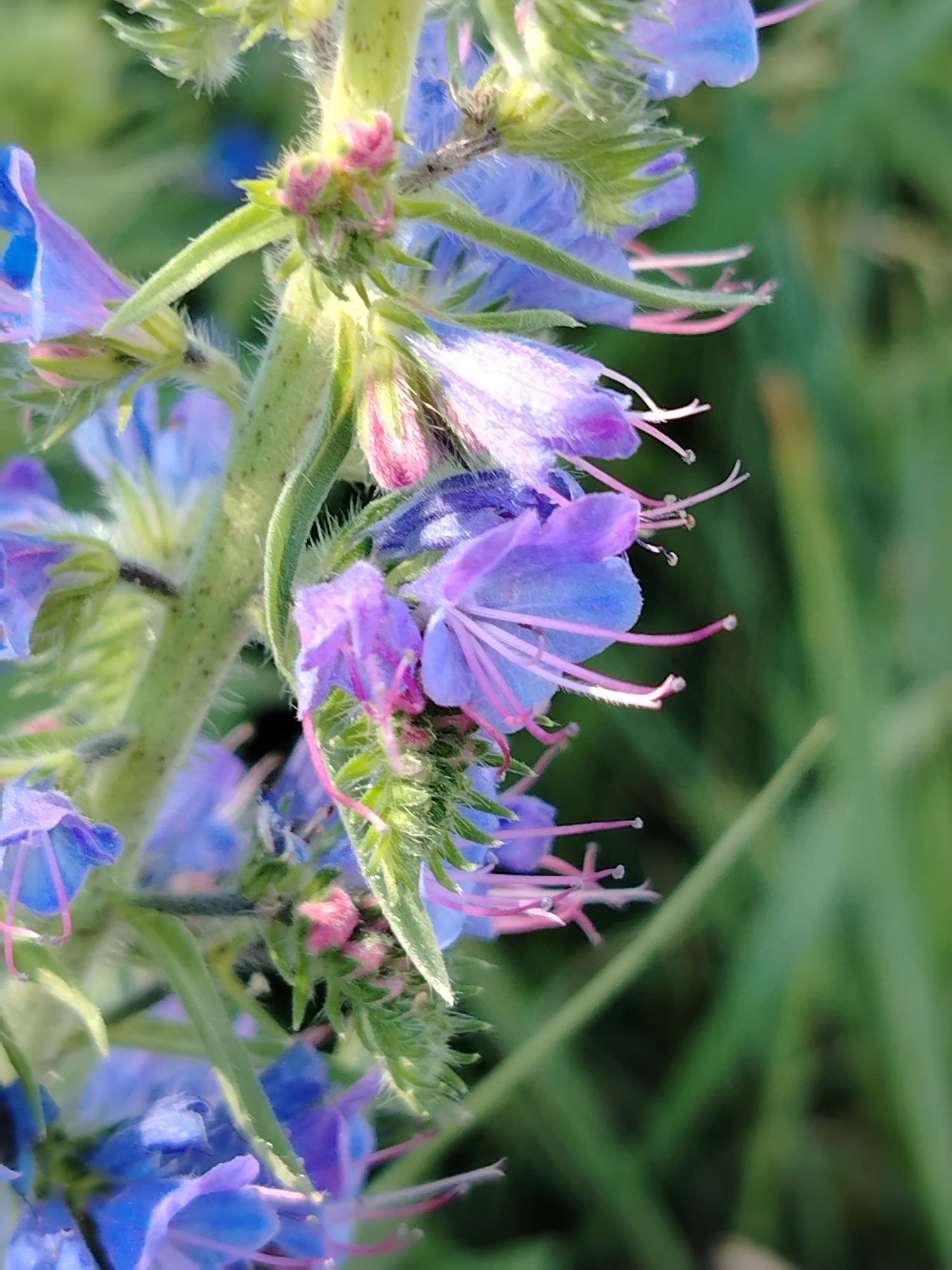 This close-up image showcases a cluster of vibrant blue and purple flowers with delicate pink stamens, likely blooming in a natural setting. The flowers are arranged along a fuzzy green stem, with some buds still visible at the top. The background is a soft, out-of-focus green, suggesting lush foliage or grass. The lighting appears natural, possibly indicating daytime. The image focuses on the intricate details of the flowers, highlighting their delicate structure and bright colors. No people, objects, text, or specific activity are discernible. The context provided is Noviy, Russia, suggesting a potential natural landscape within that region.