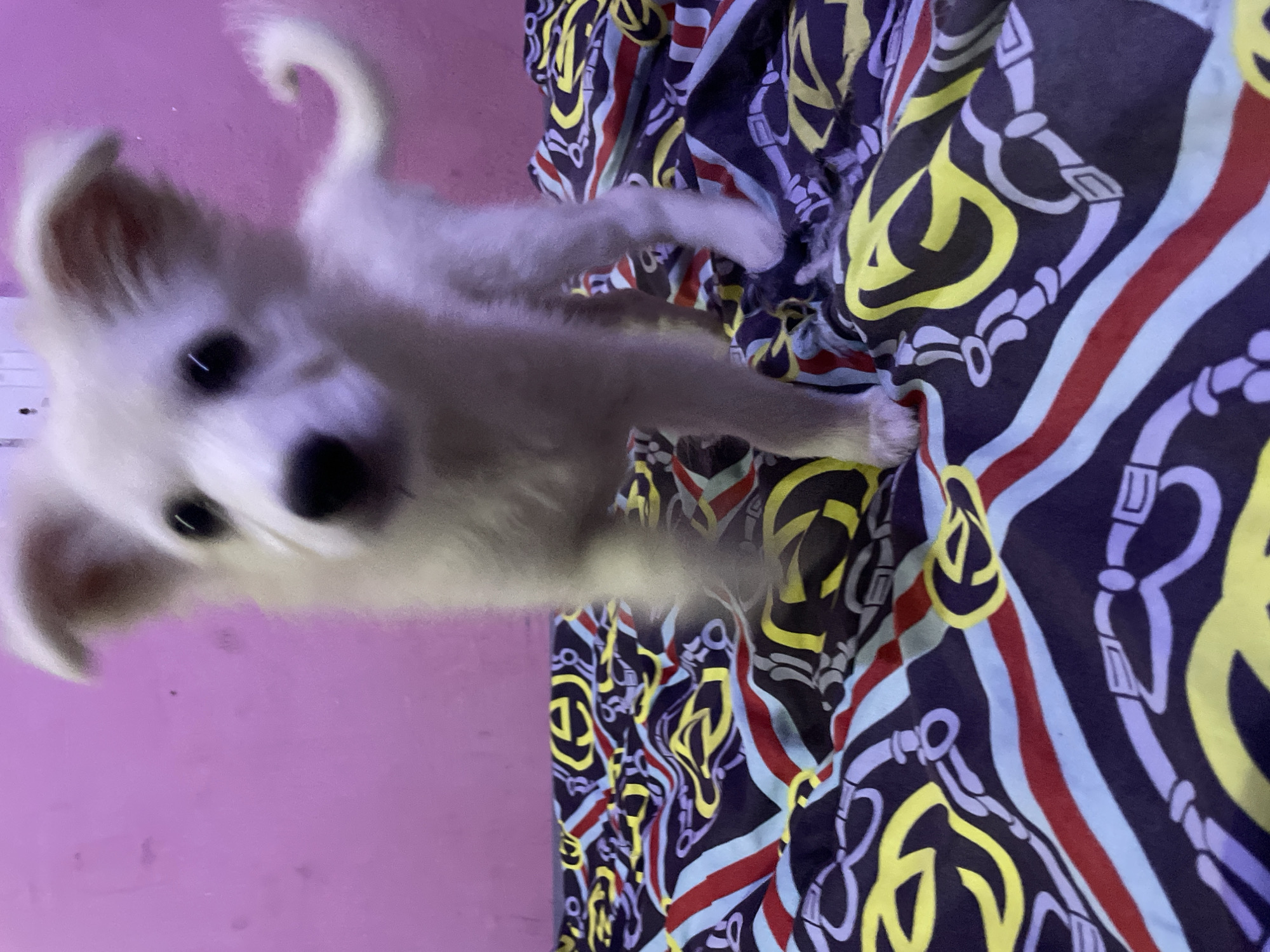 A small, fluffy white puppy with dark eyes is standing on a bed covered with a patterned sheet. The sheet has a dark blue background with repeating designs of belts and buckles in yellow, purple, red, and light blue stripes. The puppy's ears are perked up, and its tail is curled. The background behind the puppy is a plain pink wall. The image is taken from a slightly low angle, with the puppy in the foreground and slightly out of focus. The scene appears to be indoors, possibly in a bedroom.