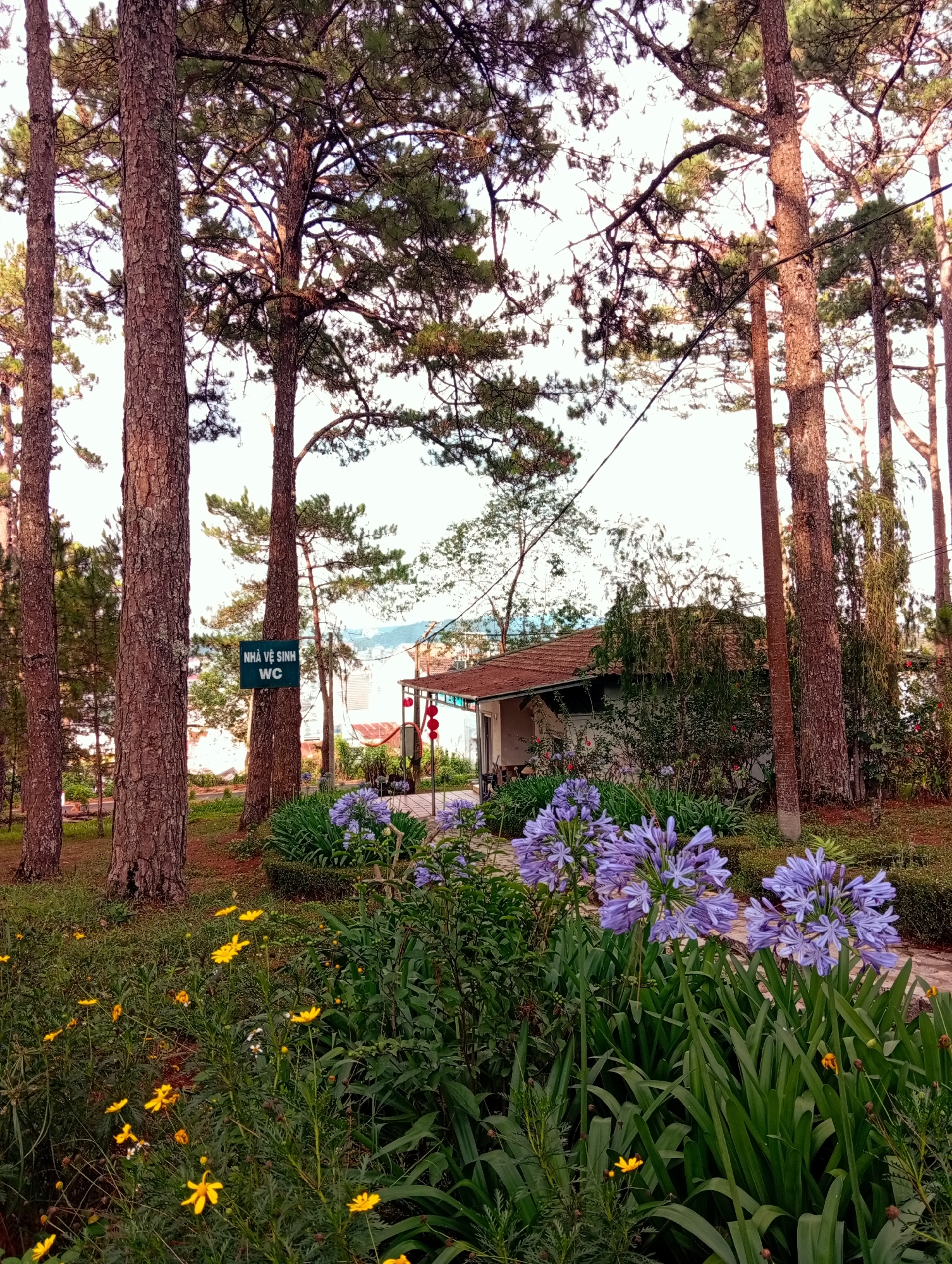 The image captures a serene outdoor scene in what appears to be a park or garden in Da Lat, Vietnam. Tall pine trees frame the view, their trunks displaying rugged textures. In the foreground, a vibrant mix of flowers, including purple agapanthus and smaller yellow blooms, adds color to the lush greenery. A pathway leads towards a small, single-story building with a reddish-brown tiled roof, possibly a public restroom or small facility, suggested by a green sign that reads "NHÀ VỆ SINH WC". The structure is partly obscured by bushes and trees. In the background, a hint of landscape suggests rolling hills or a distant view, likely typical of the Da Lat region. No people are visible in the frame. The overall atmosphere is peaceful and natural.