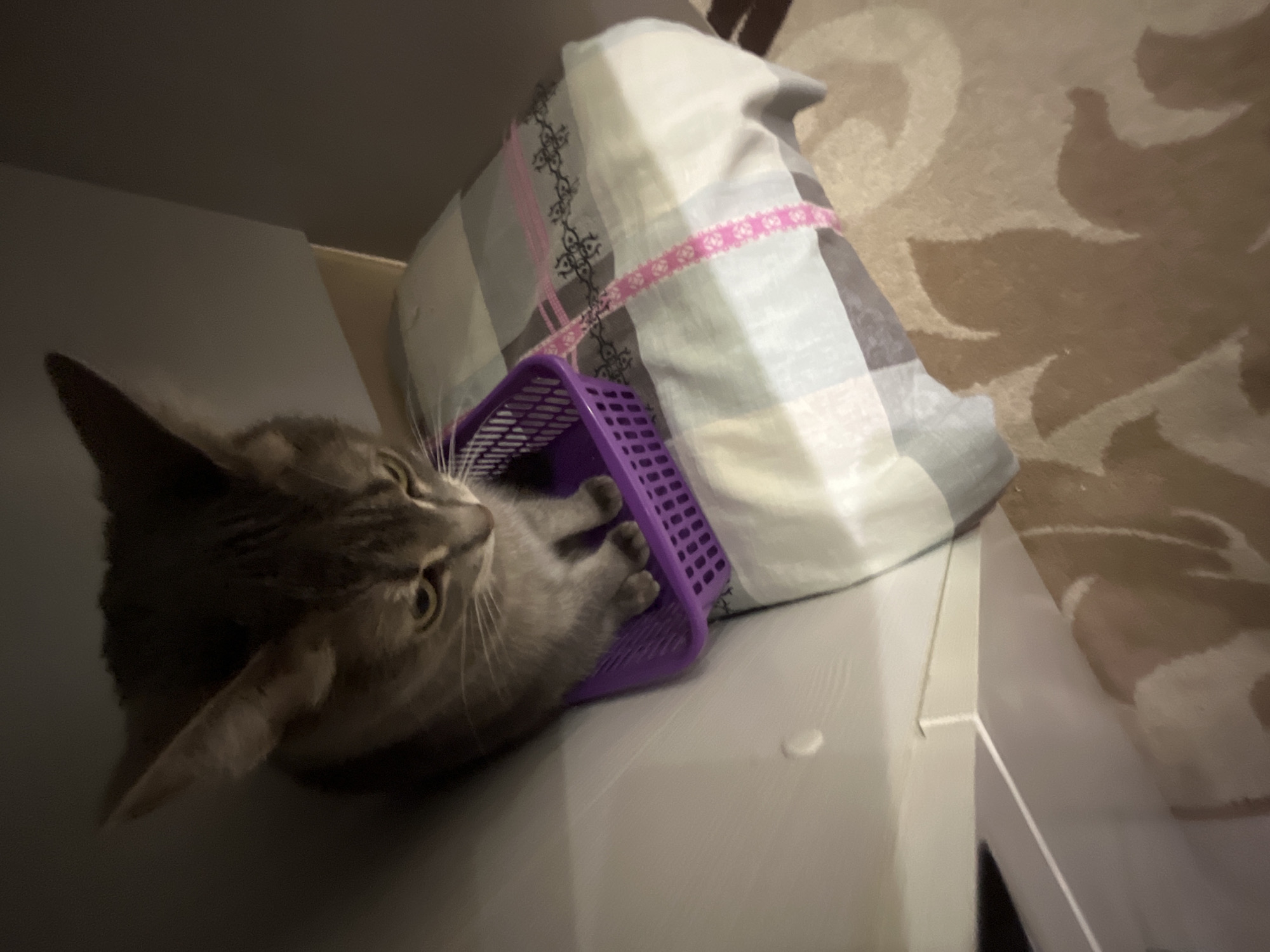 A gray tabby cat is partially inside a small, purple plastic basket sitting on a white surface. The basket is leaning against a white and gray patterned pillow with pink ribbon detail. The scene is indoors, potentially in a residential setting. The background includes a beige-toned patterned surface, possibly a wall or wallpaper. The image does not provide enough information to confirm the location in Chaikovsky, Russia.