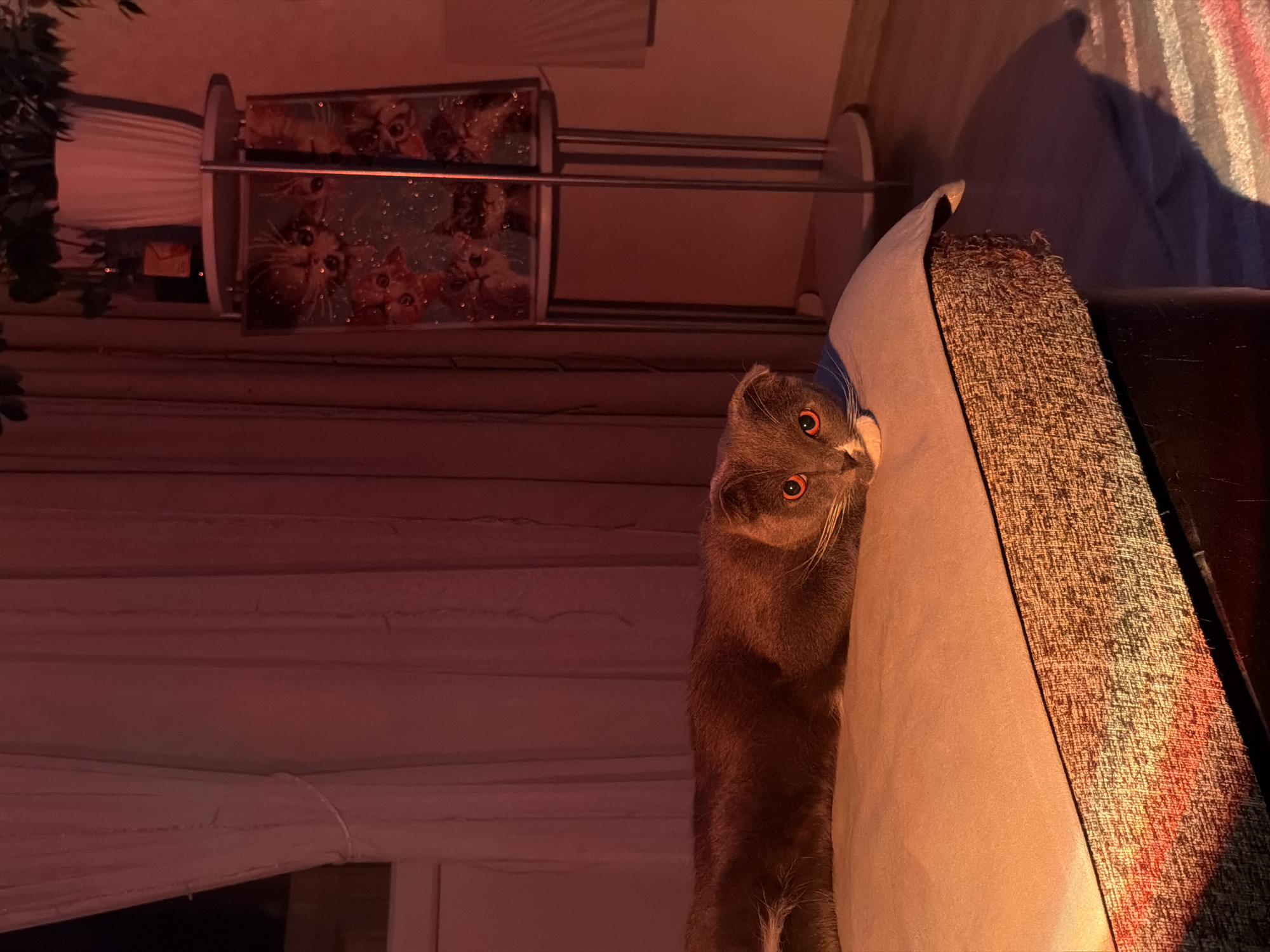 An indoor, low-angle shot captures a grey cat with reflective orange-red eyes peeking over the edge of a textured cushion or sofa. The cat's head is visible, with its gaze directed intently towards the camera, conveying curiosity or playfulness. The setting is a domestic interior, likely a living room, bathed in warm, reddish-orange ambient light, suggesting evening or artificial mood lighting.
To the left and slightly behind the cat, a multi-tiered cat tree or shelving unit is visible. Its vertical panels feature colorful illustrations of cat faces, adding to the feline theme of the space. Further left, a plant with dark foliage partially frames the scene. In the background, what appears to be white horizontal blinds or a curtain hangs, with a muted reddish wall or paneling beyond. The cat is positioned against a light-colored, possibly white or cream, cushion, which is next to a darker, textured fabric cushion. A dark, possibly leather, armrest is also visible on the right. No visible text is present in the image. The location context provided is Chaikovsky, Russia.