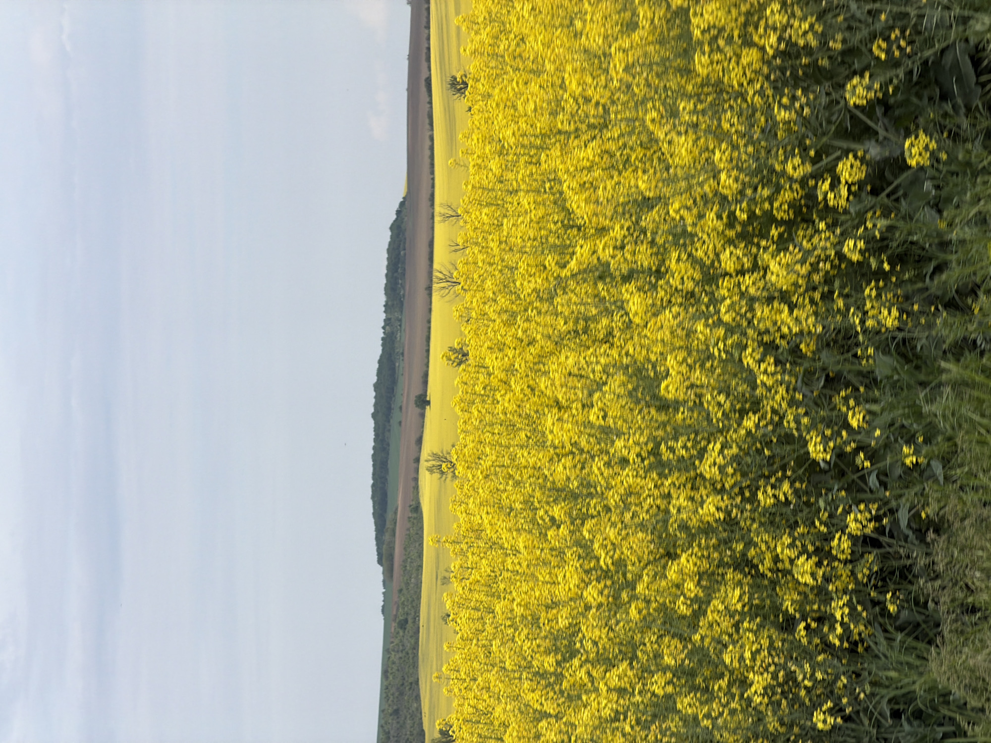 The image shows a field of bright yellow rapeseed flowers under a pale blue sky, possibly in Goran, Bulgaria. A line of trees separates the rapeseed field from another field or area of different vegetation in the background. The photo appears to be taken at ground level, capturing the dense texture of the flowers in the foreground.