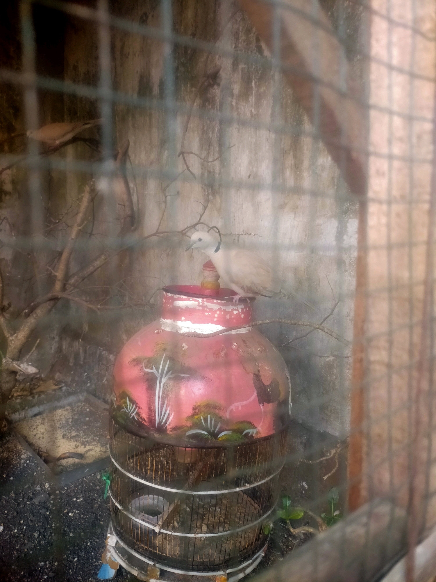 A light-colored bird is perched on top of a decorated, cylindrical object, likely a repurposed gas tank, which is enclosed within a bird cage. The cage is made of metal bars and has a round, metal feed dish visible inside. The decorated object has a pinkish-red base with painted white and green foliage. To the left of the cage, another bird, darker in color, is visible perched on a branch. The background consists of a weathered, textured wall. The scene appears to be in an outdoor, possibly urban, environment, suggested by the concrete or stone ground and the presence of debris. The image is taken from behind a wire fence, which partially obstructs the view. The location is specified as Kebonagung, Indonesia.