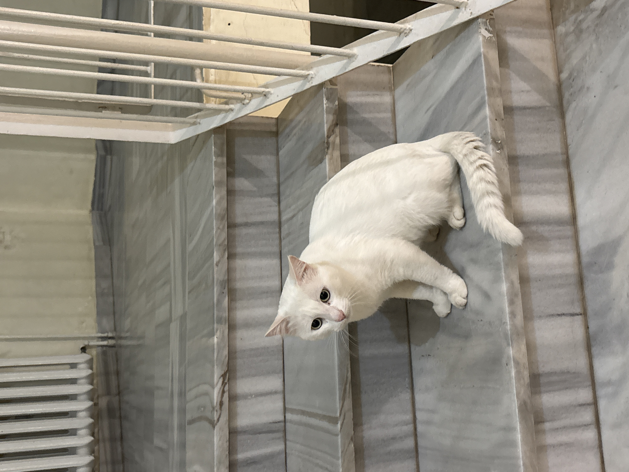 A white cat with light pink ears and dark eyes sits on marble stairs. The cat is facing to the left of the frame. The stairs are gray and white with visible marbling. A white metal railing is visible to the right of the stairs. The background is a light yellow wall and a white radiator. There is no indication that this image is from Марковский, Russia.