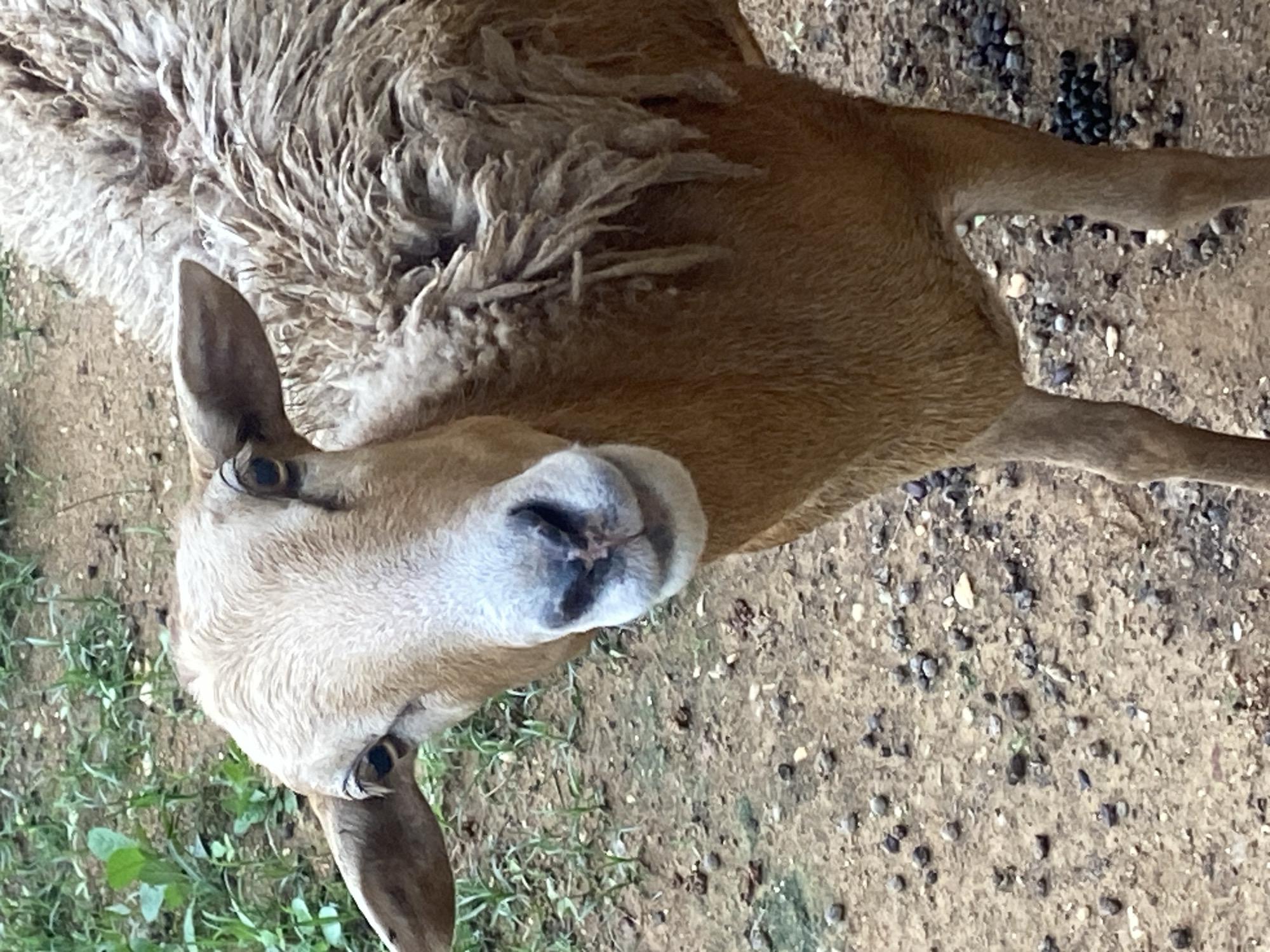 A medium-shot, eye-level, outdoor portrait captures a light brown sheep facing the camera in Tinaquillo, Venezuela. The sheep's head and part of its body are in focus, with its left ear slightly raised. The background consists of dry, sandy ground with scattered pebbles and some patches of green grass and weeds. The sheep's wool appears somewhat disheveled, particularly on its back. The lighting suggests a daytime scene, possibly overcast or in partial shade. The sheep's expression is neutral.