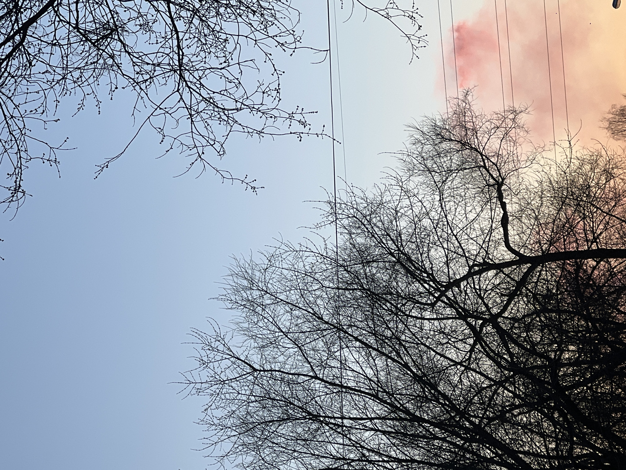 The image depicts a view looking upwards at silhouetted bare trees against a sky gradient of blue to a pinkish-orange hue. Power lines are visible running vertically across the upper right quadrant of the image. The location is Berezniki, Russia.