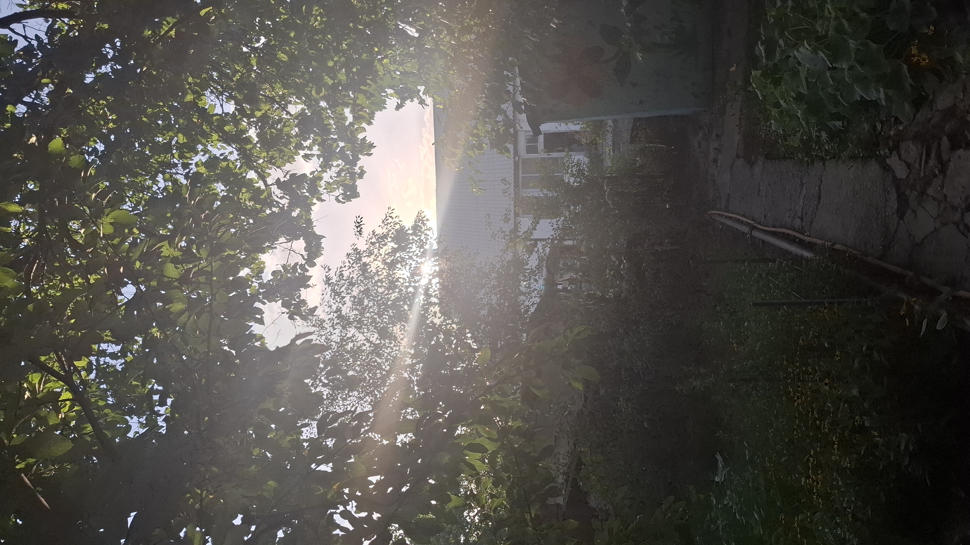 The image captures a backyard scene at dusk in Shubarssu, Kazakhstan. Sunlight streams through the leaves of trees framing the view, casting a warm glow and lens flare. A simple, white house with a gray roof is visible in the background, partially obscured by foliage. A narrow, cracked concrete path leads towards the house, flanked by overgrown greenery and some scattered yellow flowers. A coiled hosepipe lies along the edge of the path. The overall impression is one of a tranquil, somewhat unkempt, domestic outdoor space at the end of the day.