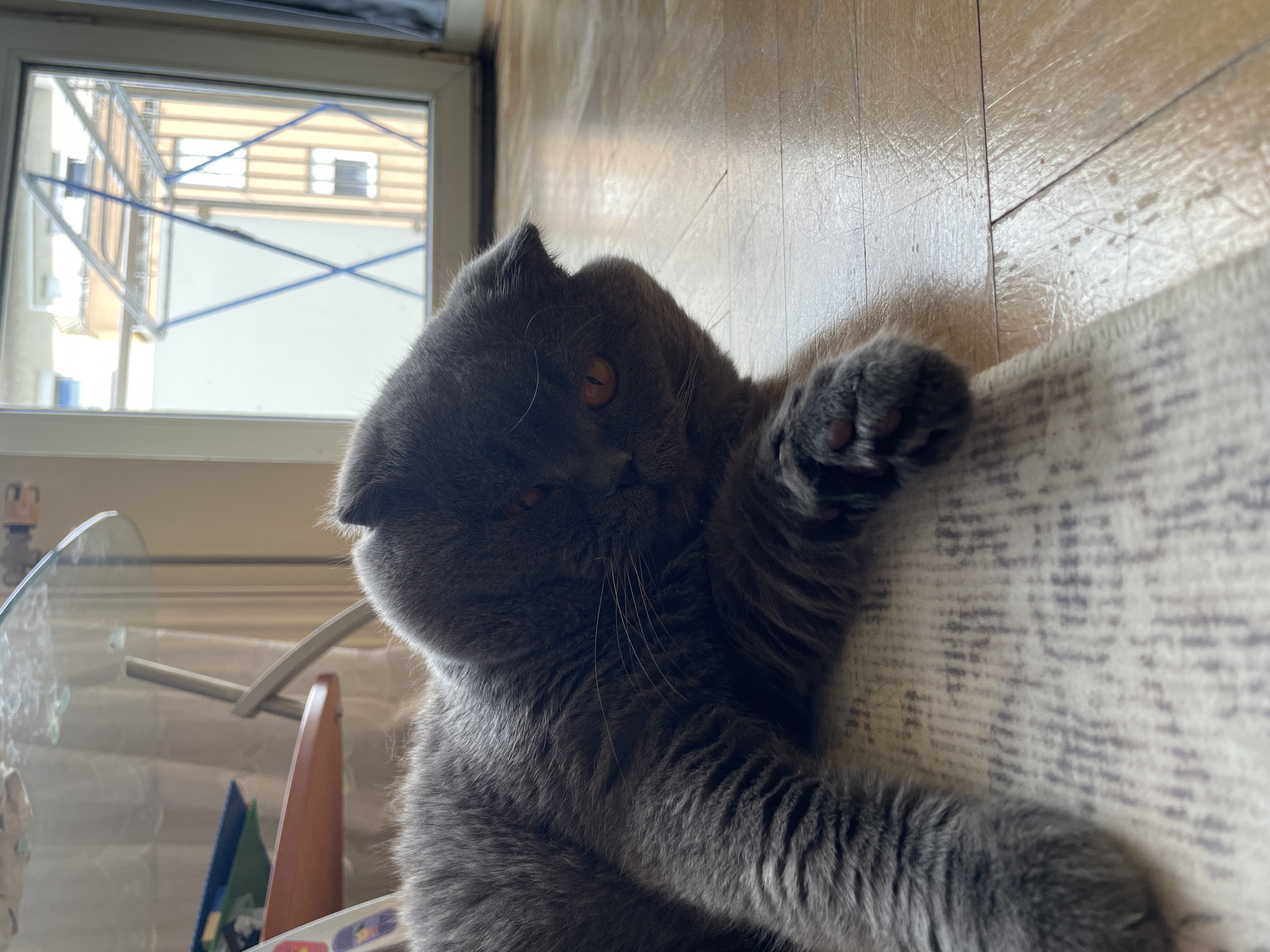 A blue-grey Scottish Fold cat is observed resting on its stomach on a light-colored, patterned rug. Its head is slightly turned, revealing an amber-colored right eye and prominent whiskers. The cat's left front paw, showing visible pink paw pads, rests on the rug. The rug transitions to a light brown wooden floor, which exhibits minor surface scratches and reflects ambient light. In the upper left background, a clear glass table with a slender metal support leg is visible, along with a blurred white curtain or blind. Below the glass table, a wooden shelf holds multiple objects, including a blue item and a white object with colorful stickers. To the right, a large window or glass door provides a view of an outdoor scene. A dark grey curtain hangs partially on the far right of the window frame. Outside, a blue and silver folding clothes drying rack is prominently positioned on a balcony. Beyond this, a multi-story building with light brown vertical siding and rectangular windows is visible, along with distant white building structures. The light suggests an outdoor source, possibly daylight. The location is in the city of Unknown, Unknown.
