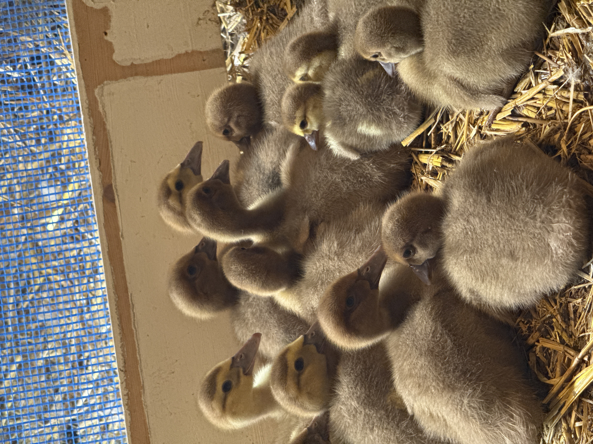 A group of at least ten fluffy ducklings are huddled together on a bed of dry straw within a wooden enclosure. The ducklings are predominantly brown and tan, with some showing yellow accents around their heads and necks. Their beaks are various shades of gray, pink, and dark brown. In the background, a blue mesh net is visible, with a light-colored wooden and concrete wall framing the enclosure. The lighting suggests a sunny day. The image appears to be taken indoors or in a sheltered outdoor space. The location is Shcherbanka, Ukraine.