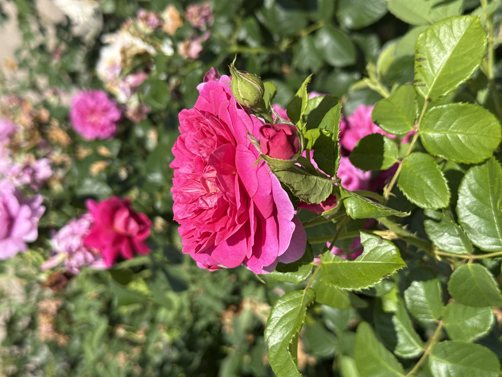 A close-up, eye-level shot captures a vibrant pink rose in full bloom, dominating the foreground of the image. The rose features a complex, layered petal structure, showcasing a rich, fuchsia hue. To the right of the main bloom, a smaller, closed rose bud with a deep pink color is visible, along with another, more tightly closed bud beneath it. The rose is supported by lush, green foliage, with serrated leaf edges clearly defined. The background is softly blurred, revealing a garden setting with hints of other pink and white flowers and green leaves, bathed in bright sunlight. The overall impression is of a well-maintained rose bush in a garden, likely a public park or a private garden, situated in the city of Pleven, Bulgaria, given the context provided. There are no people or animals present in the image.