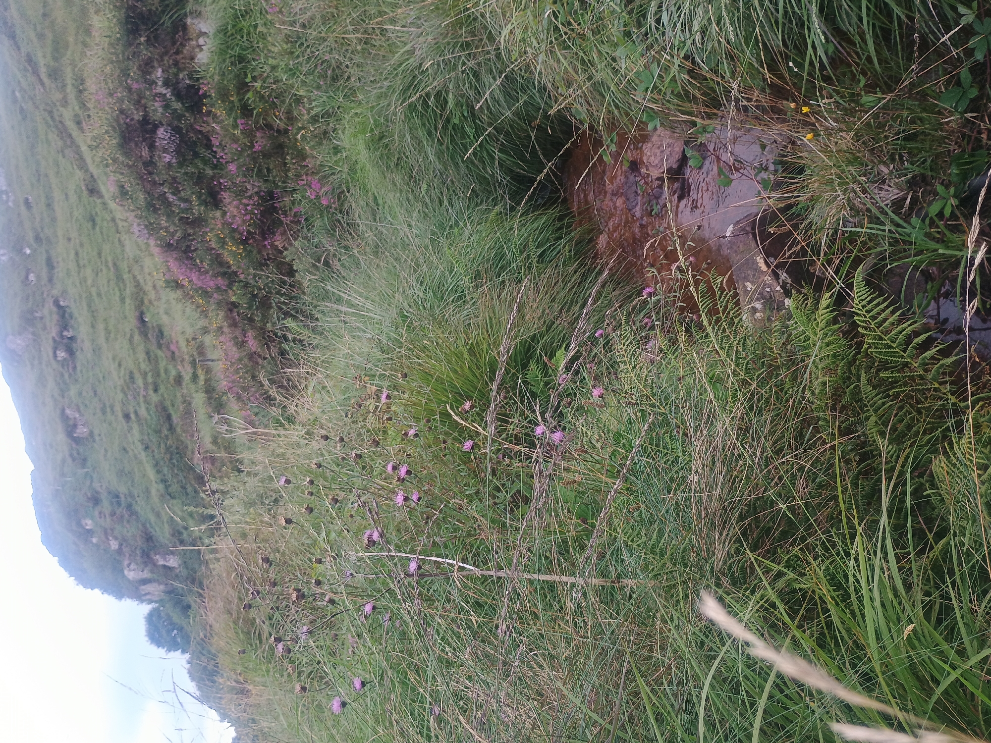 An outdoor, ground-level, vertical medium shot captures a rural landscape with overgrown vegetation in the foreground and a sloping hillside in the background. In the foreground, thick, tall, green grass dominates the scene, interspersed with dried grass, thorny vines, and sparse purple thistles in bloom. A small, shallow, reddish-brown stream flows through the dense grass, with visible rocks and a patch of ferns near its edge. In the background, the green hillside rises, covered with patches of heather and rocky outcrops. The sky is overcast and pale. No people are present, and no actions are occurring. The environment appears natural and untamed.