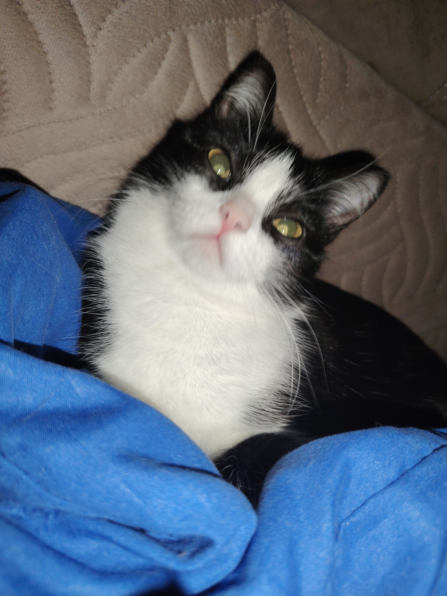 The image captures a black and white tuxedo cat looking directly at the camera with bright green eyes. The cat's head is tilted slightly, showcasing its pink nose and partially open mouth. Its chest and lower face are white, contrasting with the black fur on its ears, around its eyes, and on its back. Long white whiskers are prominent around its muzzle.
The cat is positioned against a soft, textured blue fabric, which appears to be a blanket or clothing, partially enveloping its lower body. In the background, to the upper left and right of the cat, is a beige, textured fabric, likely a couch or another piece of furniture. The lighting is relatively dim, suggesting an indoor setting, possibly in the evening or a dimly lit room, which highlights the cat's eyes. The overall mood conveyed is one of calm and curiosity. There is no visible text in the image.