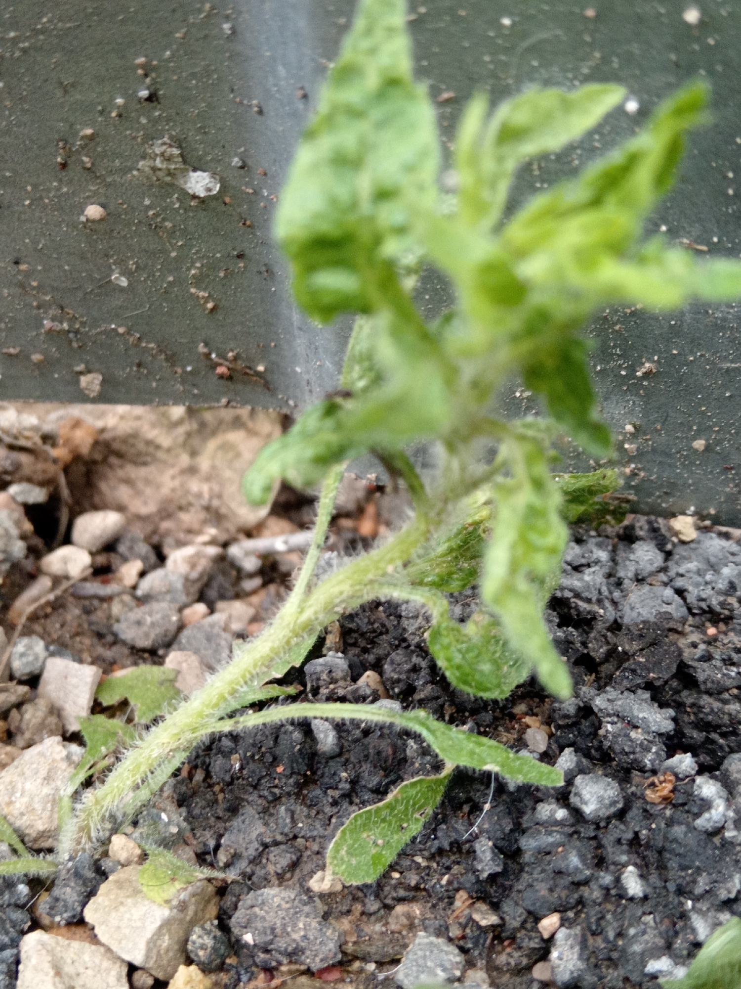 This is a close-up, medium-angle shot of a young green plant, likely a seedling, growing in dark soil mixed with small stones and gravel. The plant has thin, hairy stems and delicate, crinkled leaves. The background is out of focus, showing a textured, dark gray surface that appears to be a wall or container. The lighting suggests an outdoor setting, possibly in a garden or urban environment. The image quality is somewhat grainy. The exact location in Uchkeken, Russia, is not discernible from the visual information provided in the image.