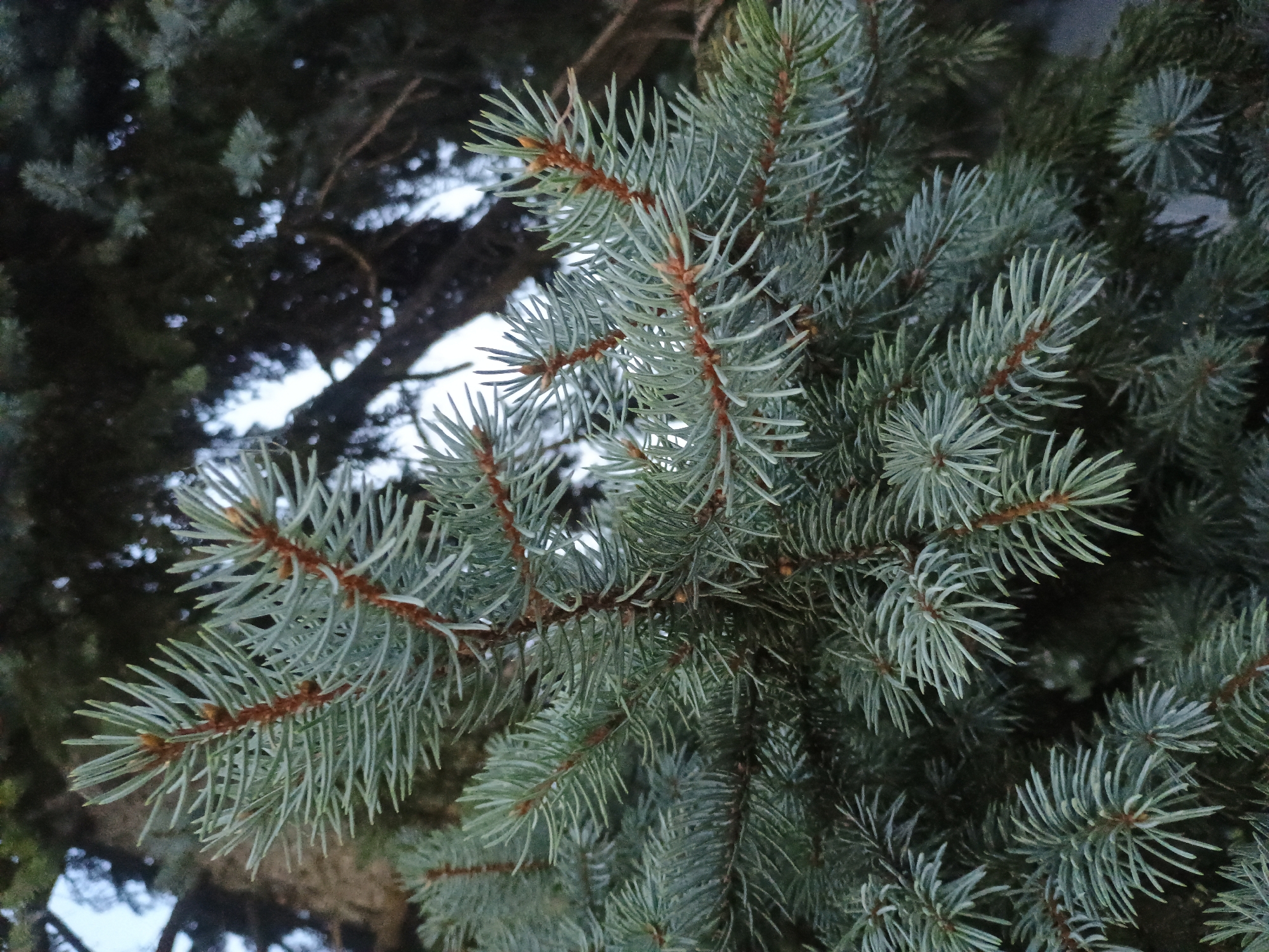The image is a close-up, eye-level shot of blue spruce branches, likely in a natural setting. The needles are a dusty blue-green, with sharp tips and a slightly silvery sheen. The branches themselves are a reddish-brown. In the background, other evergreen branches are visible, appearing darker and more densely packed. The lighting suggests it is either early morning or late afternoon, with soft, diffused light. There are no people or man-made objects visible in the frame. The image is focused on the texture and detail of the spruce needles and branches. It's impossible to determine the specific location within Gusar, Azerbaijan from this image alone.