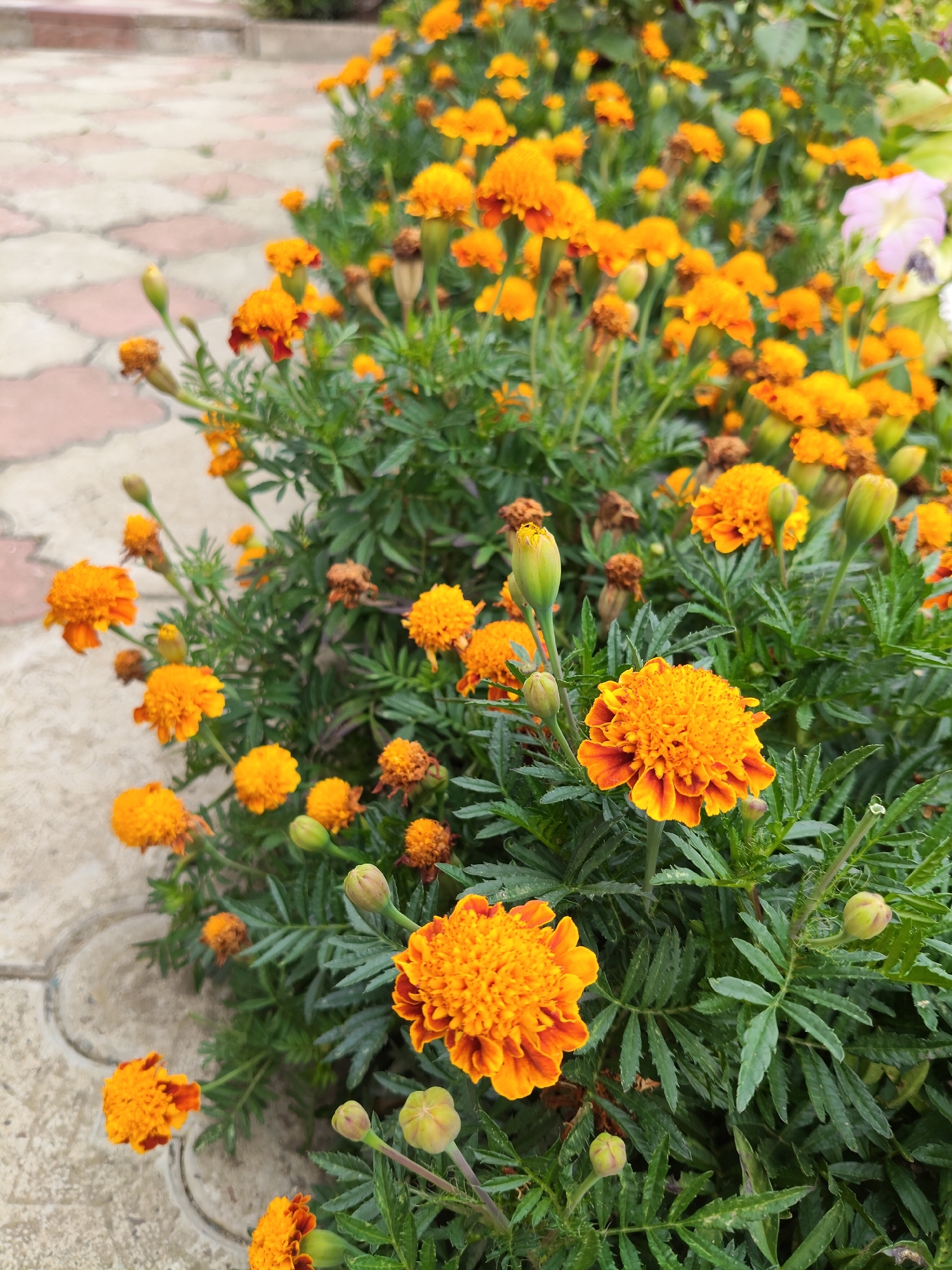A close-up, high-angle outdoor photograph shows a vibrant patch of marigolds in Gîrbova, Moldova. The flowers are predominantly bright orange with some reddish-brown hues towards the center of the petals. Many are in full bloom, while others are still buds. The marigolds are clustered together, forming a dense floral arrangement with lush green foliage. In the background, a paved walkway with interlocked light-colored and reddish-brown interlocking pavers is visible, suggesting an urban or suburban setting. The lighting indicates it is daytime. No people or animals are present.