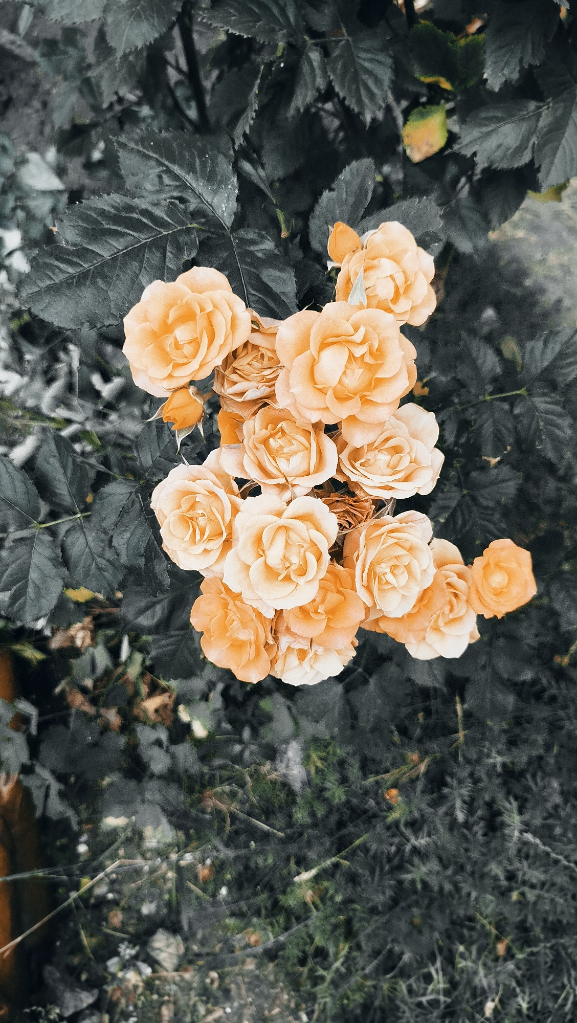 A cluster of light orange roses is in full bloom against a dark, out-of-focus background of green leaves and foliage. The roses are varied in their stage of bloom, with some appearing tightly budded and others fully opened, revealing intricate petal formations. The lighting highlights the delicate texture of the petals, casting soft shadows that give them a three-dimensional quality. The overall mood is one of natural beauty and tranquility. The scene is not geographically specific and does not contain any details that would allow for its location to be identified as Kostiantynivka, Ukraine.
