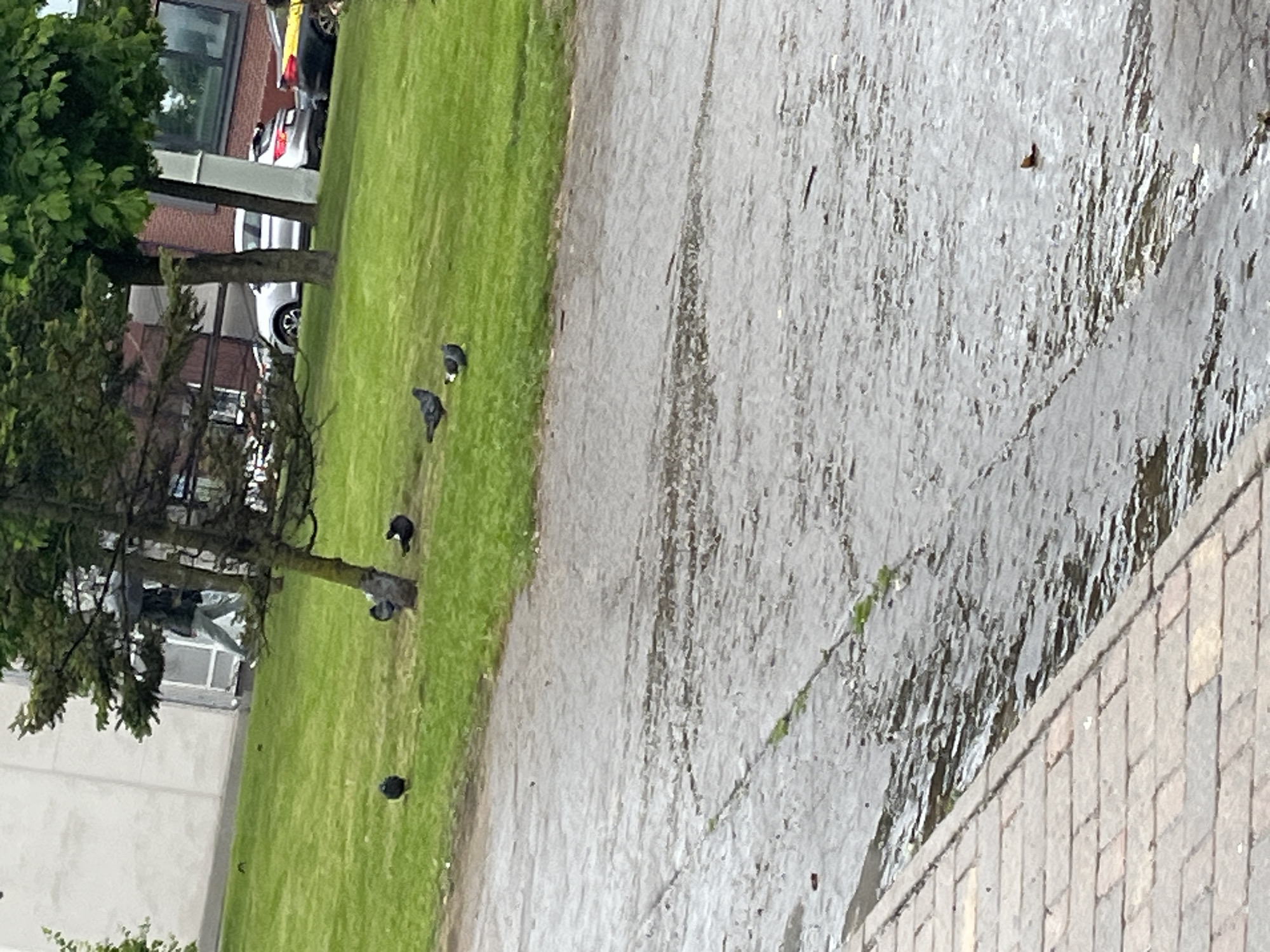 The image depicts an outdoor scene, likely a park or public space adjacent to a building. In the background, a light-colored building with visible windows is present, and a person is walking on a grassy area. Several trees are scattered throughout the scene, with some bearing green leaves. A few cars are parked in the distance. The foreground shows a wet, paved surface, suggesting it may have recently rained or is still raining. Several pigeons are visible on the grass, some foraging. The overall environment appears somewhat overcast. The presence of trees, grass, buildings, and paved areas suggests an urban or suburban setting, consistent with areas in Minsk, Belarus.
