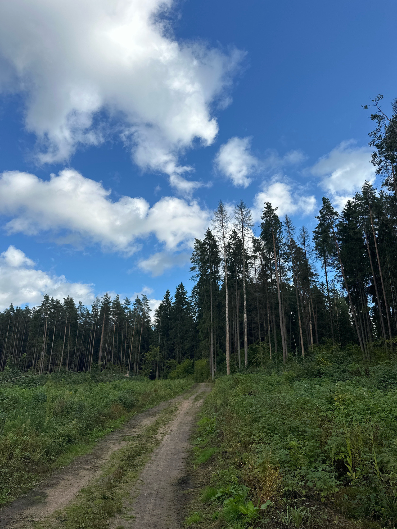 The image depicts a rural dirt road winding through a dense forest. The road, covered with gravel and dirt, shows tire tracks, suggesting vehicular use. Lush green vegetation, including bushes and tall grass, borders the road. The forest itself is composed of tall, slender trees, predominantly conifers, with some deciduous trees interspersed. The sky above is a vibrant blue, dotted with fluffy white clouds. The scene appears to be located in the Калодзішчанскі сельскі Савет region of Belarus. There are no people or animals visible in the image. The overall impression is one of natural beauty and tranquility.