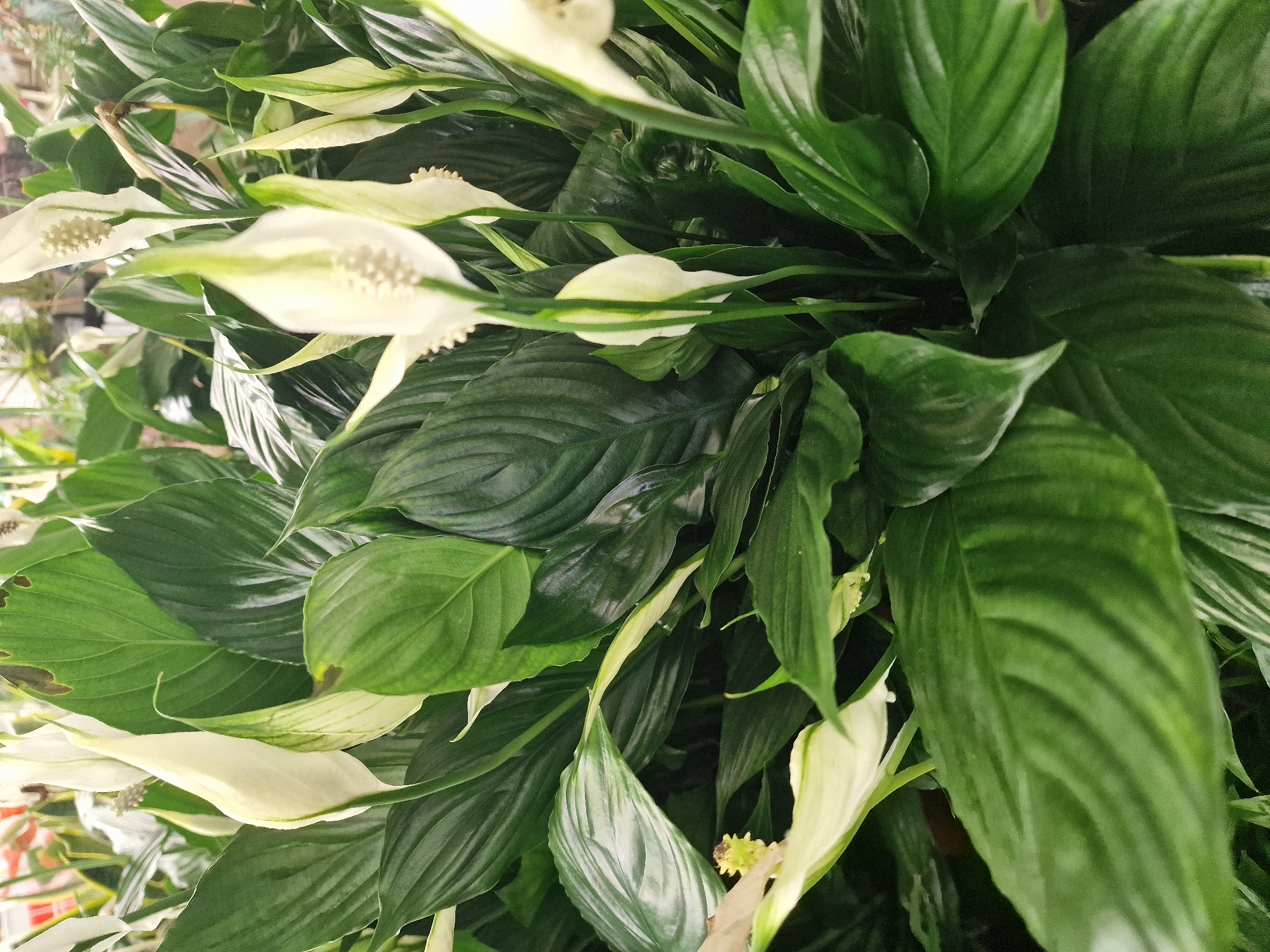 The media file is a close-up, overhead shot of several peace lily plants, likely indoors given the lighting and the presence of what appear to be other plants and possibly shelves in the blurred background. The focus is on the lush, dark green foliage and the characteristic white spathes of the peace lilies, some of which are in full bloom, while others are just emerging. The spathes are elegant, elongated, and curve gracefully, contrasting with the broader, glossy leaves. Some of the leaves show minor imperfections, such as brown spots, suggesting they are healthy, mature plants. The overall impression is one of natural beauty and tranquility. There is no visible text or indication of specific time of day or weather. The location context provided is Wootton, United Kingdom, which could imply this is a common houseplant found in homes or garden centers there.