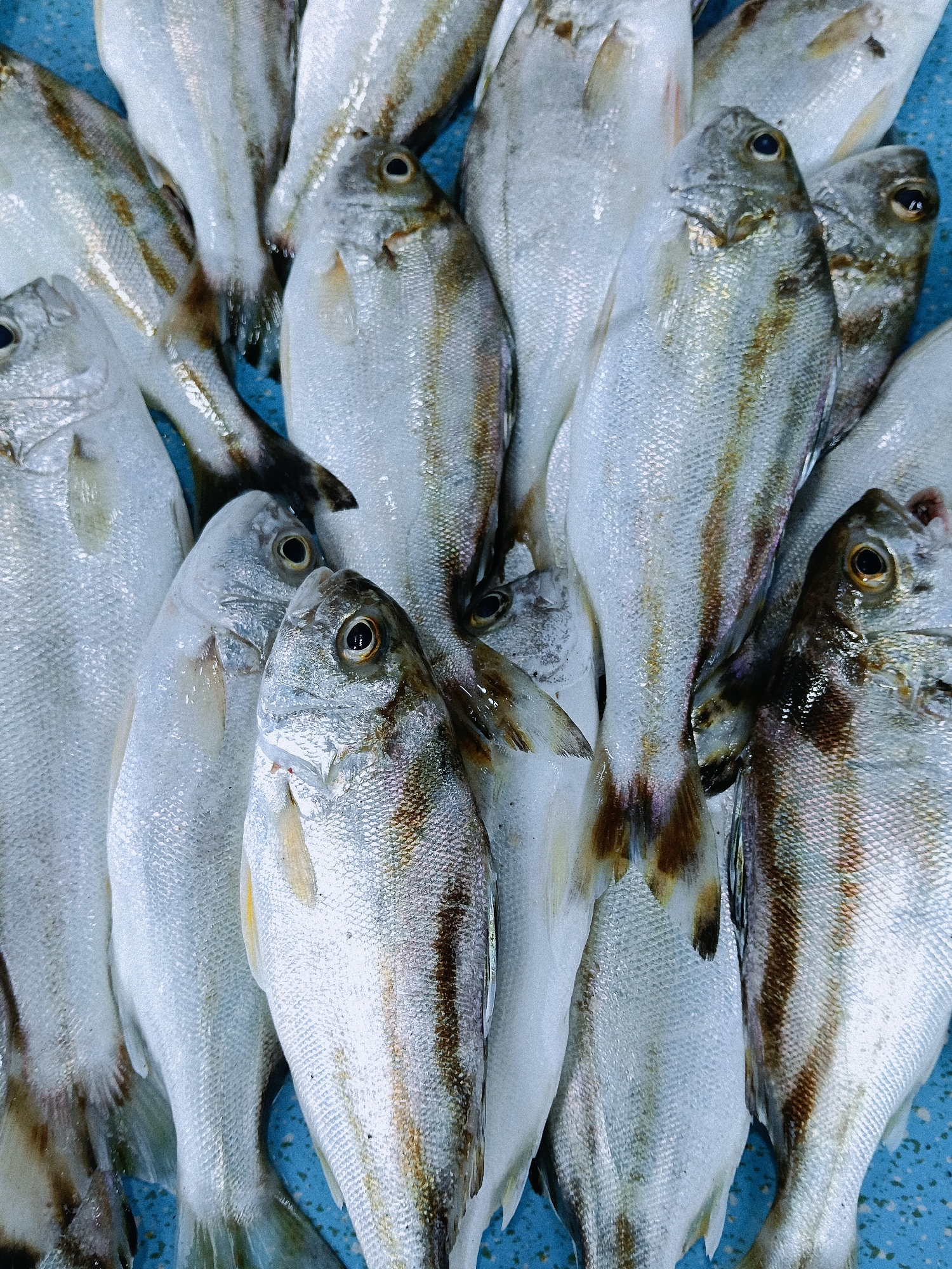 The image shows a close-up of a pile of fish on a blue surface. The fish are silver-colored with dark stripes running vertically along their bodies. Their tails are dark brown. The fish are likely for sale at a fish market in Lhokseumawe, Indonesia.