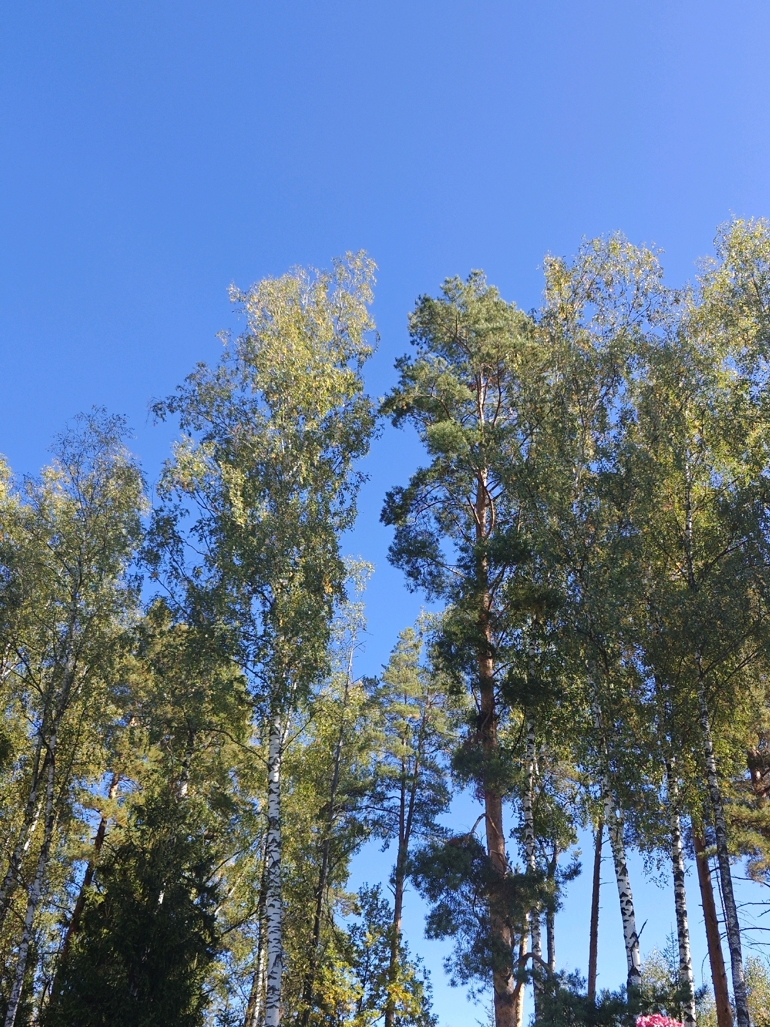 The image captures a view looking upwards at a stand of trees against a clear blue sky. The trees appear to be a mix of birch and pine, with some displaying autumn foliage. In the foreground, the trunks of several birch trees are visible, characterized by their white bark with dark markings. Their branches are laden with green and yellowing leaves. Interspersed among them are taller pine trees with dark green needles. The scene suggests a natural environment, possibly a forest or a park in Trubino, Russia. No people or specific objects are discernible beyond the trees and sky.