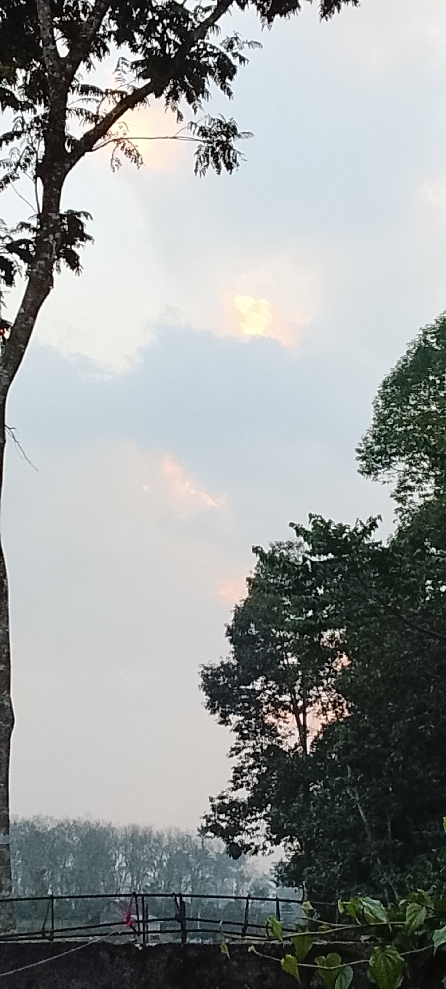 This is a vertical, medium shot photograph taken at eye level, capturing a scene in Padang Dalom, Indonesia, likely during sunrise or sunset due to the diffused light. The foreground is dominated by the silhouette of a large tree with a thick, dark trunk on the left, extending upwards out of frame. Its branches, also silhouetted, reach across the upper portion of the image, with dark green foliage visible. To the right, another cluster of dark green trees with dense foliage frames the mid-ground and right side of the image.
The sky is a pale, hazy gray, with scattered clouds. A bright, luminous area of light, possibly the sun peeking through clouds, is visible in the upper center-left of the frame, casting a warm glow. Below this, a hint of pinkish light can be seen through the clouds.
In the mid-ground, a dark, low fence or railing runs horizontally across the image, with thin vertical supports. Behind the fence, a dense line of trees with bare branches creates a textured background, appearing somewhat hazy. The overall atmosphere is serene and natural. There are no people or distinct man-made structures visible apart from the fence.