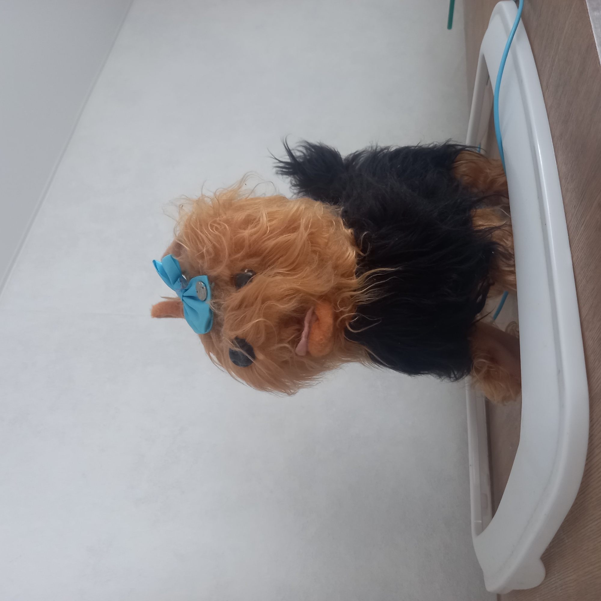 A plush toy dog, resembling a Yorkshire Terrier, sits inside a white plastic baby walker. The dog has long, shaggy, light brown fur on its head and body, with black fur on its lower body and tail. It has black button eyes and a pink tongue sticking out. A small, light blue bow with a silver charm is attached to the top of its head. The dog is positioned centrally within the walker, which is a white plastic frame with a light blue cord running through it. The walker sits on a wooden surface. In the background, a textured, off-white wall is visible. The scene appears to be indoors. There is no indication of the specific location within Cepeleuți, Moldova, beyond it being an indoor setting.