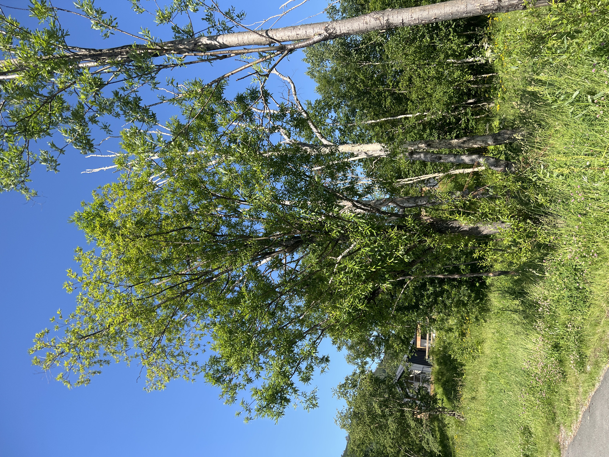 The image depicts a natural landscape in Paratunka, Russia, under a clear blue sky. The foreground features a paved road with a grey surface, bordering a lush green meadow. This meadow is densely populated with tall grasses, interspersed with small pink flowers and patches of yellow wildflowers. Several trees dominate the scene, with their vibrant green leaves contrasting against the sky.
In the mid-ground, a modern house with dark grey siding and light-colored window frames is nestled amongst the trees on a gentle slope. The house has a balcony and appears to be integrated into the natural surroundings. Behind the house, a dense forest of various trees, some with pale, almost white bark, extends into the background. The overall impression is one of a serene, rural setting within Paratunka, Russia, bathed in the bright light of a sunny day.