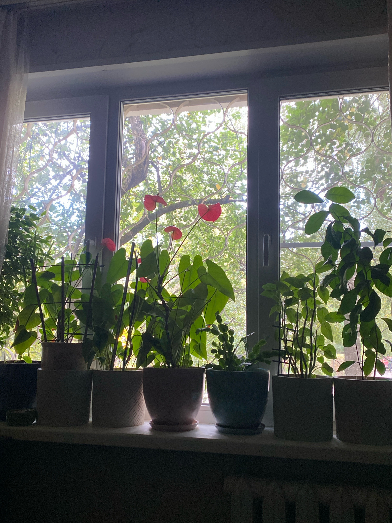 A collection of potted plants sits on a windowsill in Ivanteyevka, Russia. The windowsill is positioned in front of a large window that offers a view of lush green trees outside. Several plants, some with red flowers, are arranged in various pots. The lighting suggests it is daytime, with natural light filtering through the window. The scene appears to be indoors, possibly in a residential setting, given the presence of a radiator visible beneath the windowsill.