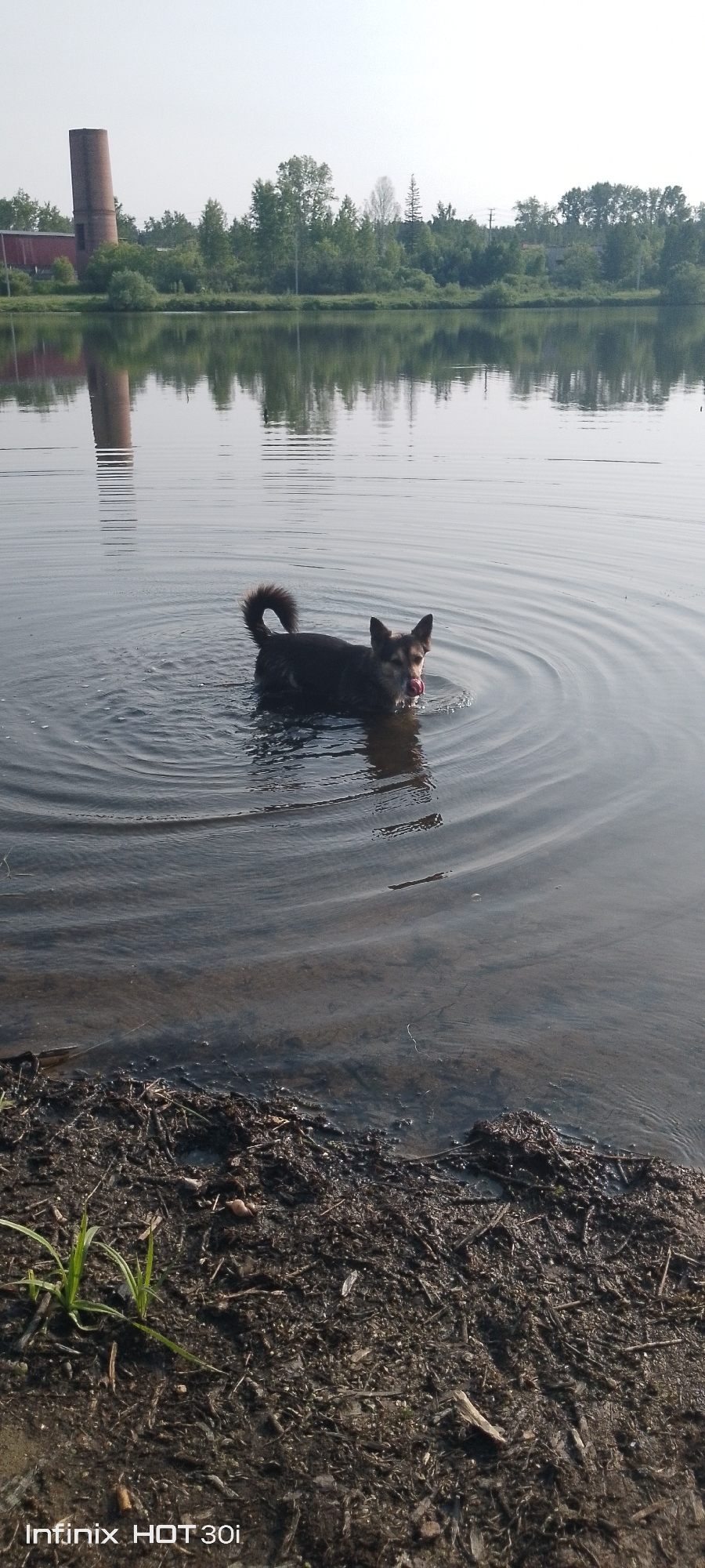 A dark-colored dog stands in shallow water near the shore of a body of water, with ripples emanating from its movement. The dog's tongue is visible, appearing to be licking its lips. The foreground shows a muddy bank covered with debris. In the background, across the water, is a treeline and a brick structure with a tall, narrow chimney, possibly an industrial building. The sky is overcast and bright. The overall scene appears to be a natural or semi-natural environment, possibly a lake or riverbank, within or on the outskirts of the city of Kedrovy, Russia.