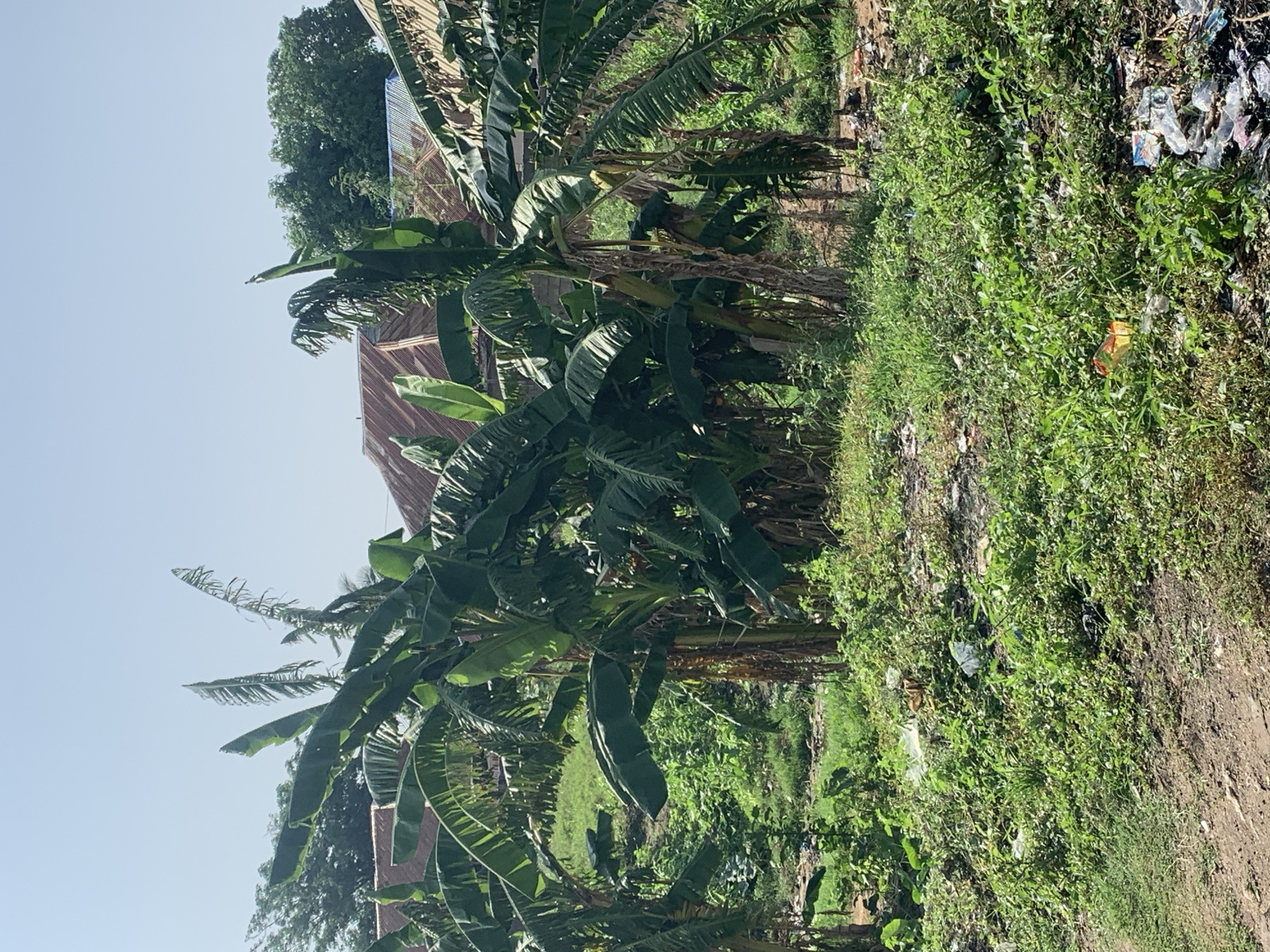 A cluster of banana trees with large, lush green leaves dominates the foreground of this outdoor, full-shot photograph. The trees are situated on a grassy, somewhat overgrown terrain that is littered with various pieces of trash, including plastic bottles and wrappers. In the background, several houses with corrugated metal roofs are visible, partially obscured by the trees and lush greenery. The sky above is clear and bright blue. The scene suggests a residential area with some neglect in terms of waste management.