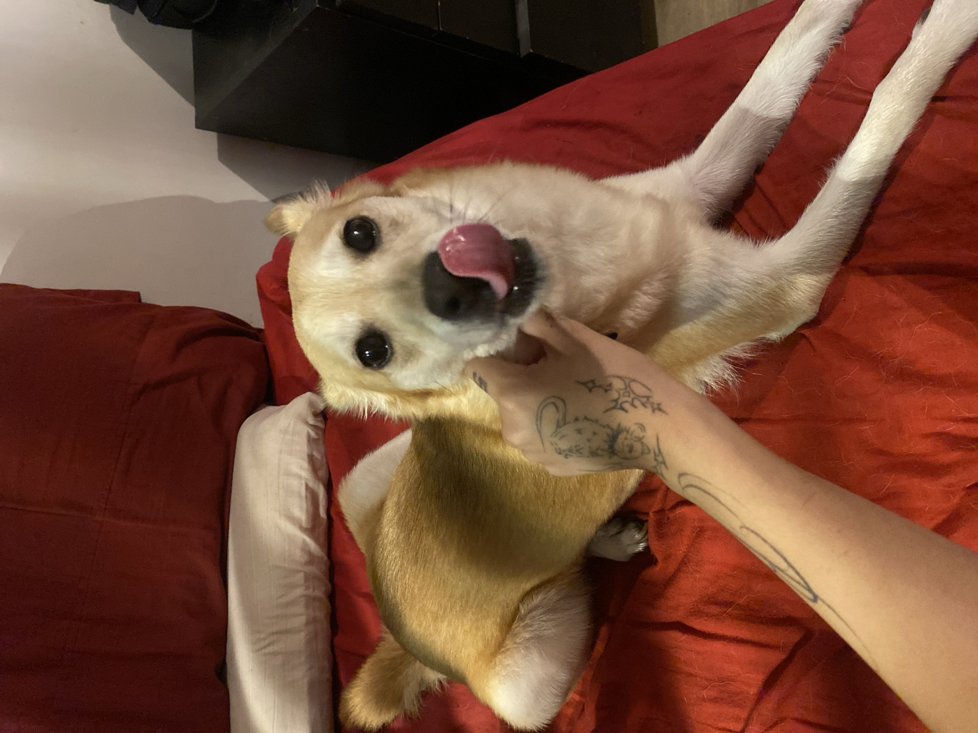 A tan and white dog lies on a red surface, possibly a bed, with its legs outstretched towards the upper right corner of the frame. A hand with tattoos is positioned near the dog's head, seemingly interacting with it. The dog's tongue is visible, and it is looking directly at the camera. The background includes a white pillow and a dark object, possibly a piece of furniture. The environment appears to be indoors. There is no evidence of the location being Buenos Aires, Argentina.