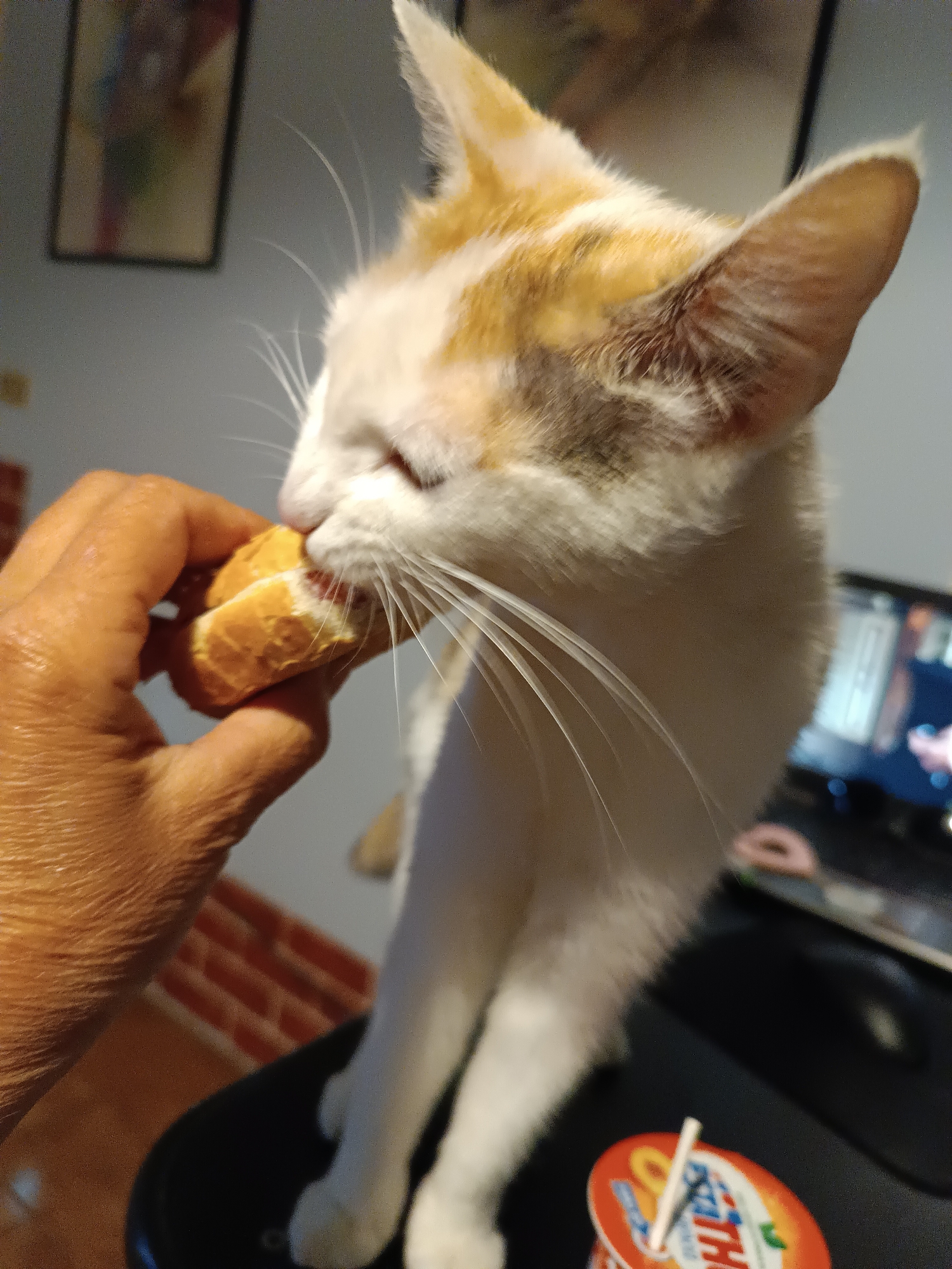 A person's hand is holding a piece of bread for a white and orange cat to eat. The cat is standing with its front paws on a black surface. On the surface is a yogurt container with a straw sticking out. In the background is a blurred TV screen, a picture frame on the wall and a wall with brick design. The image was taken indoors, likely in a residence. I am unable to confirm the image location as Viadana, Italy.